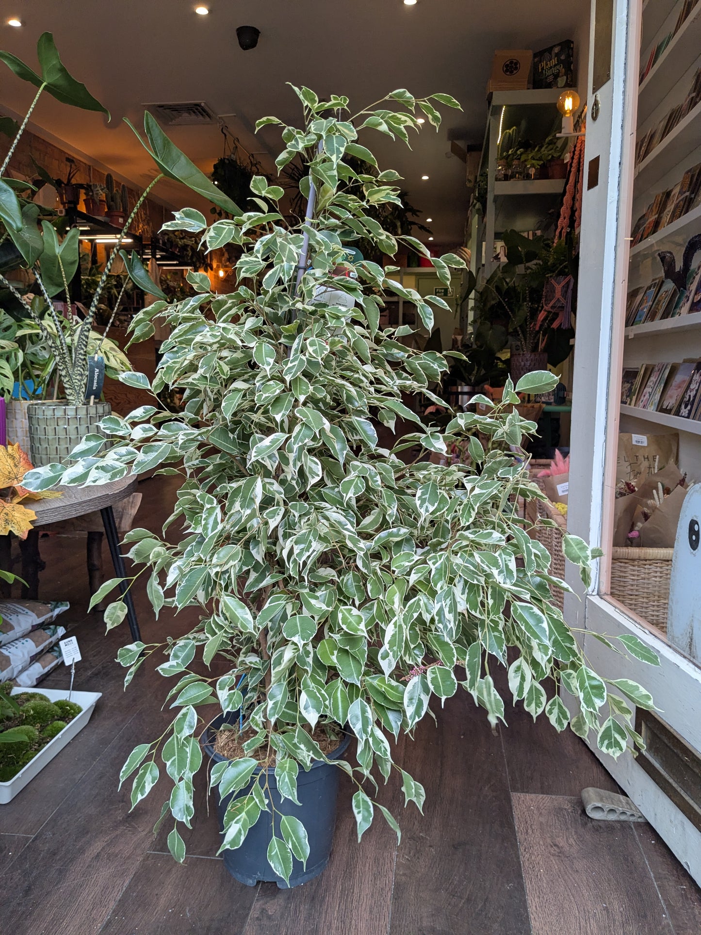 Variegated potted plant on a wooden floor with shelves in the background