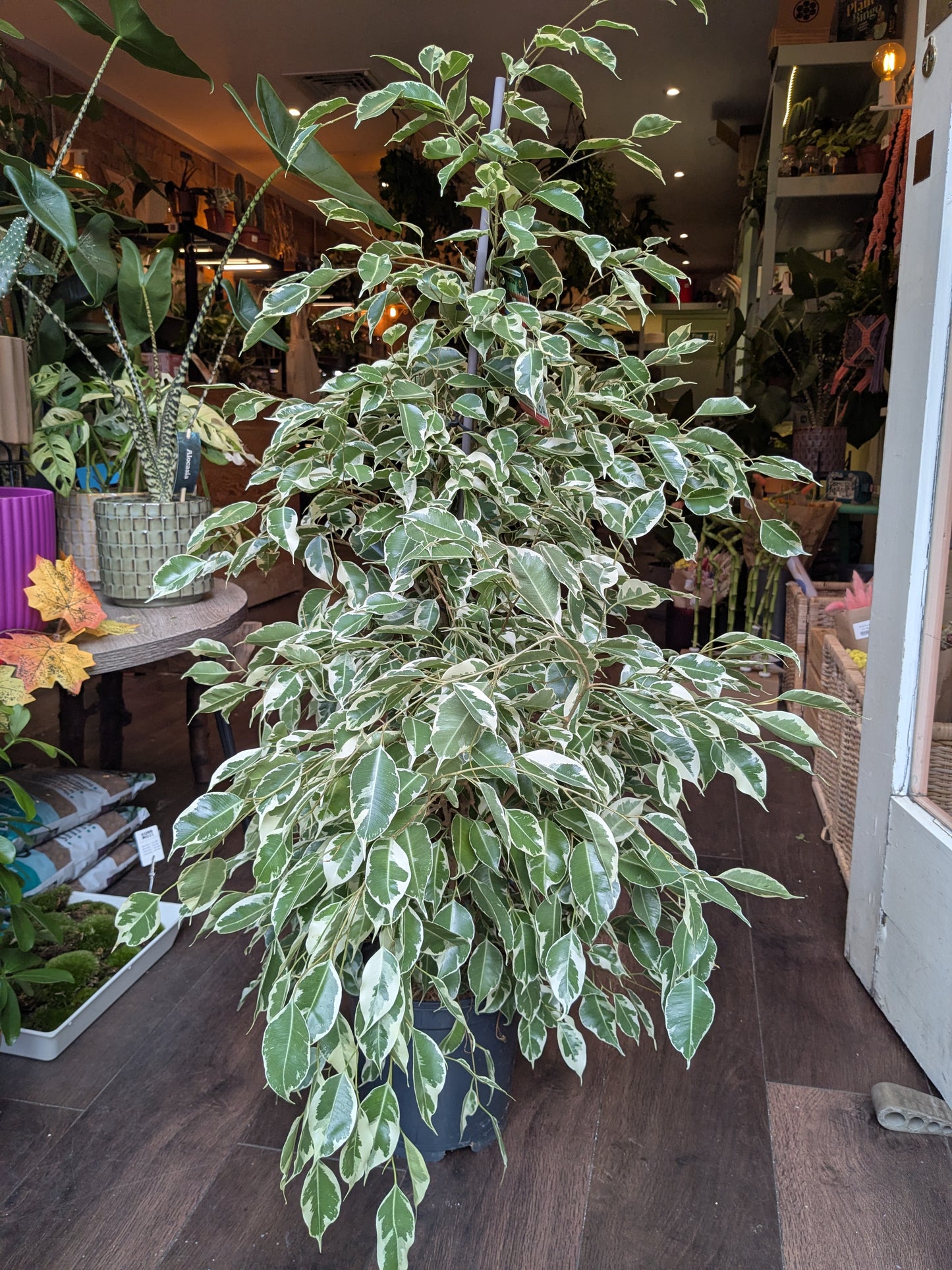 Variegated potted plant in a store setting with other plants and products.