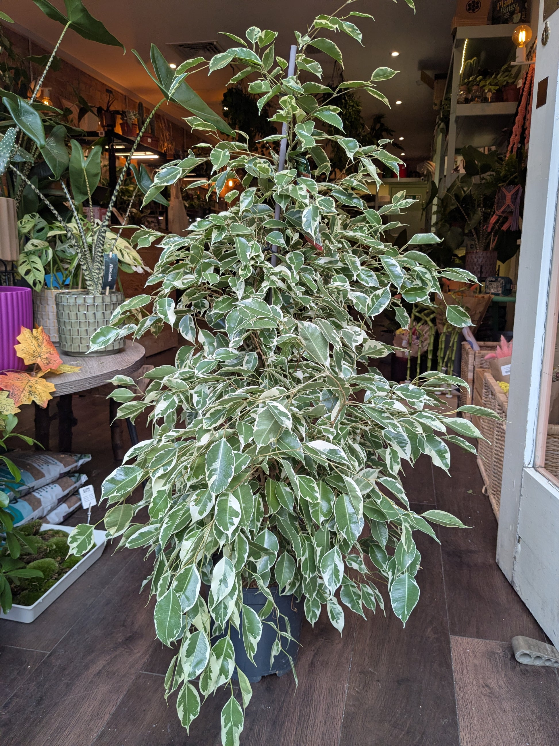 Variegated potted plant in a store setting with other plants and products.