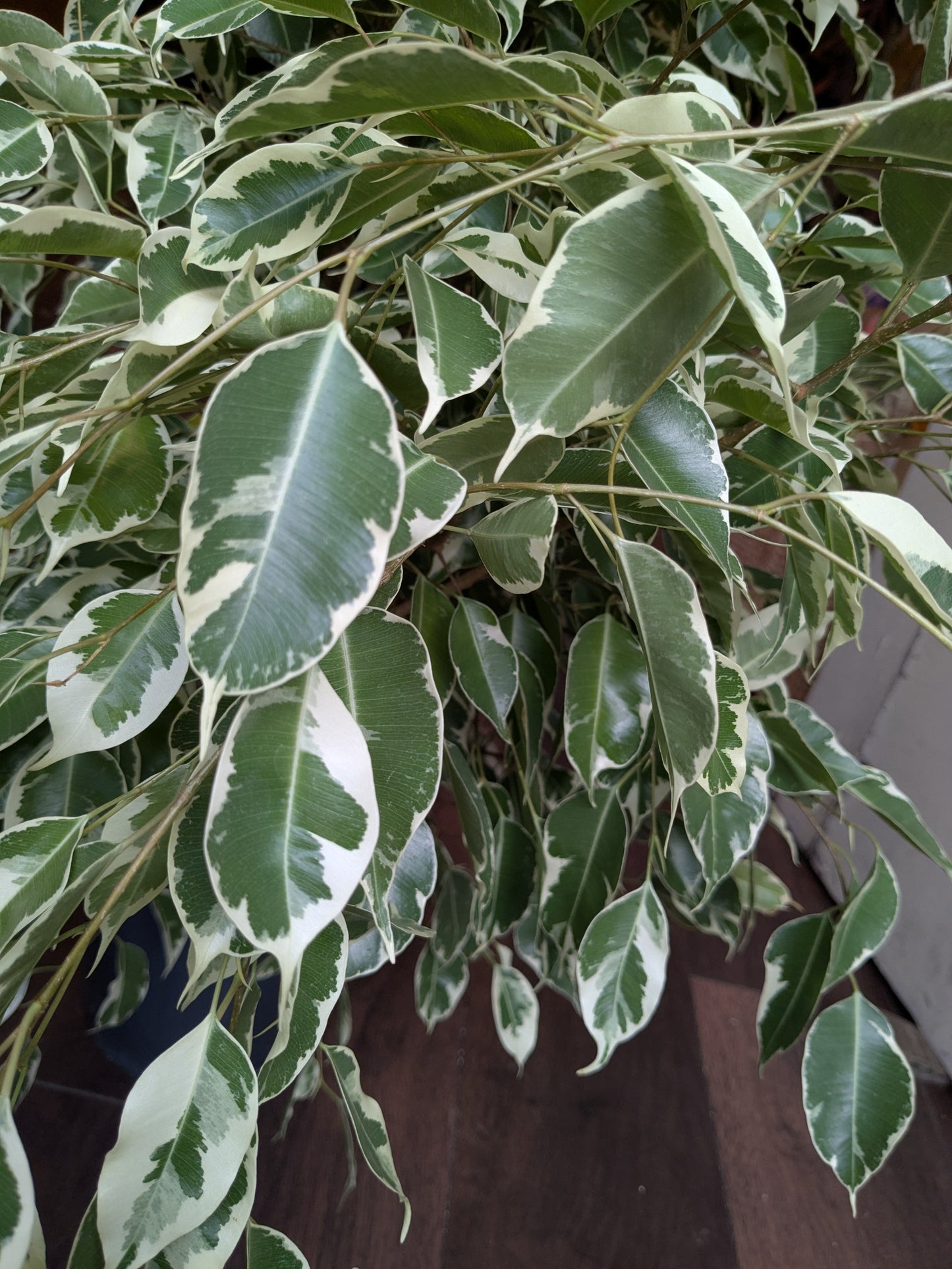 Variegated green and white leaves of a houseplant