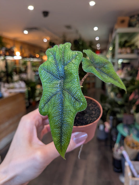 Alocasia Jacklyn