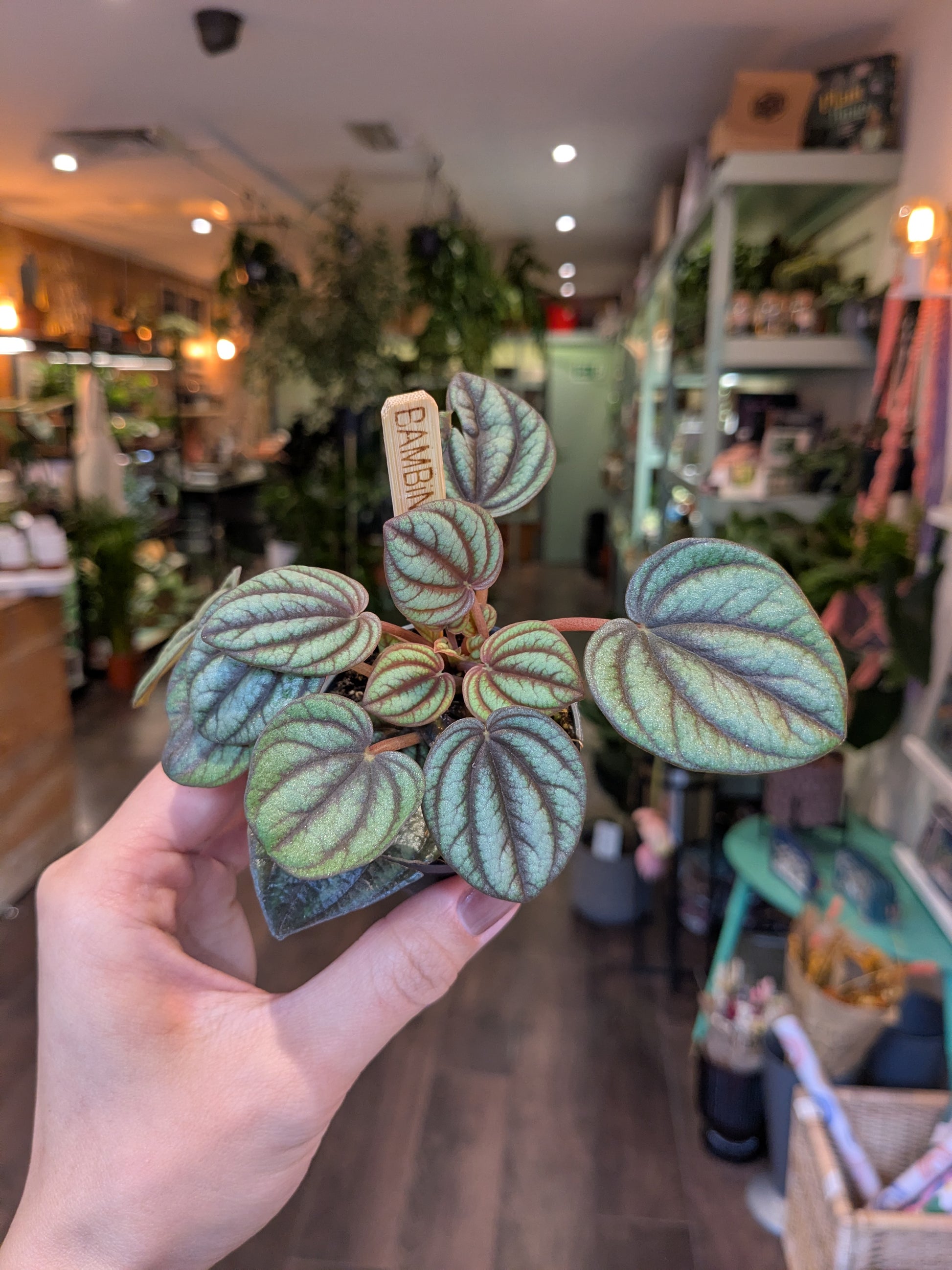 Hand holding a small potted plant with a blurred indoor setting