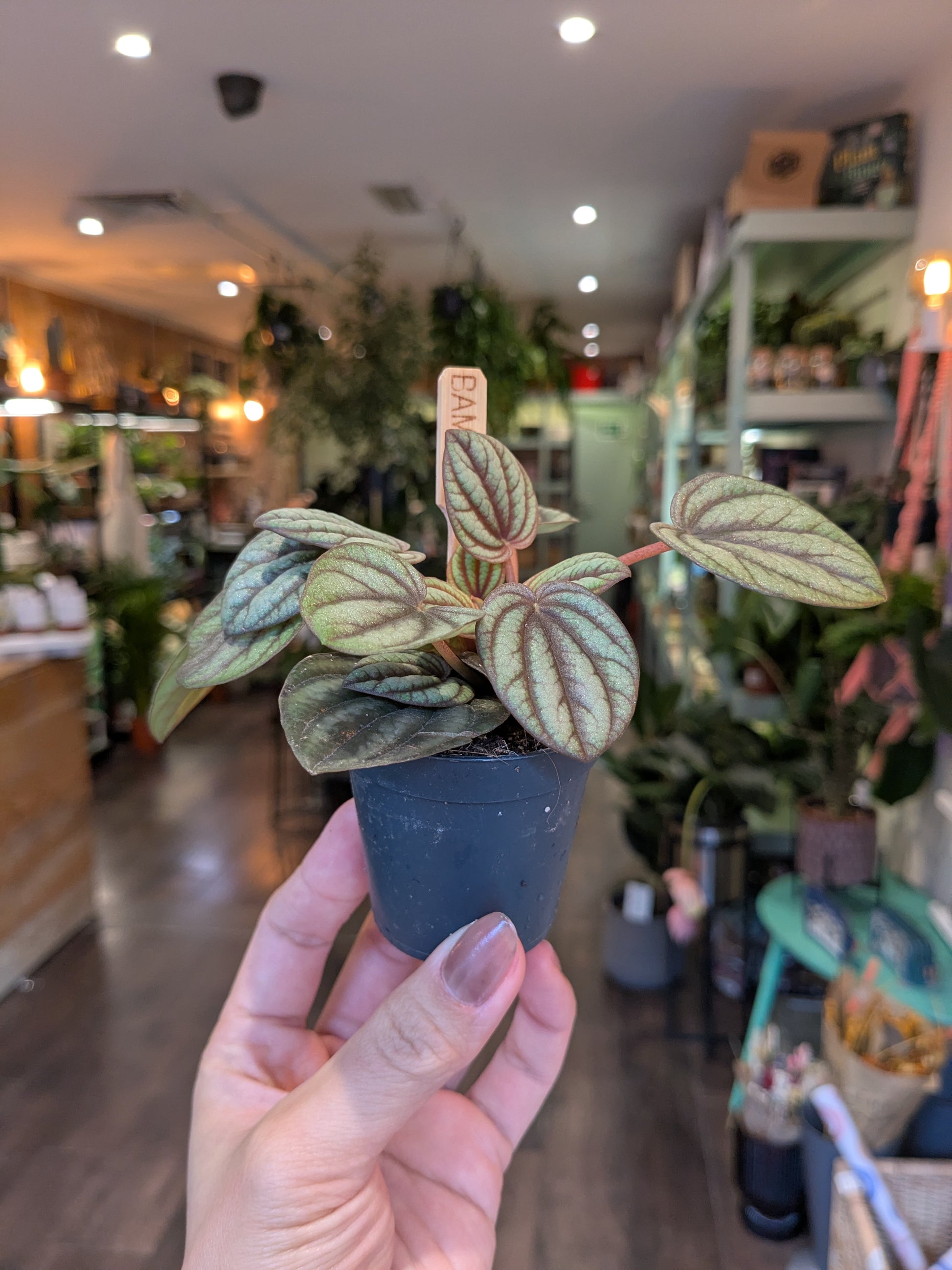 Hand holding a small potted plant in a store setting