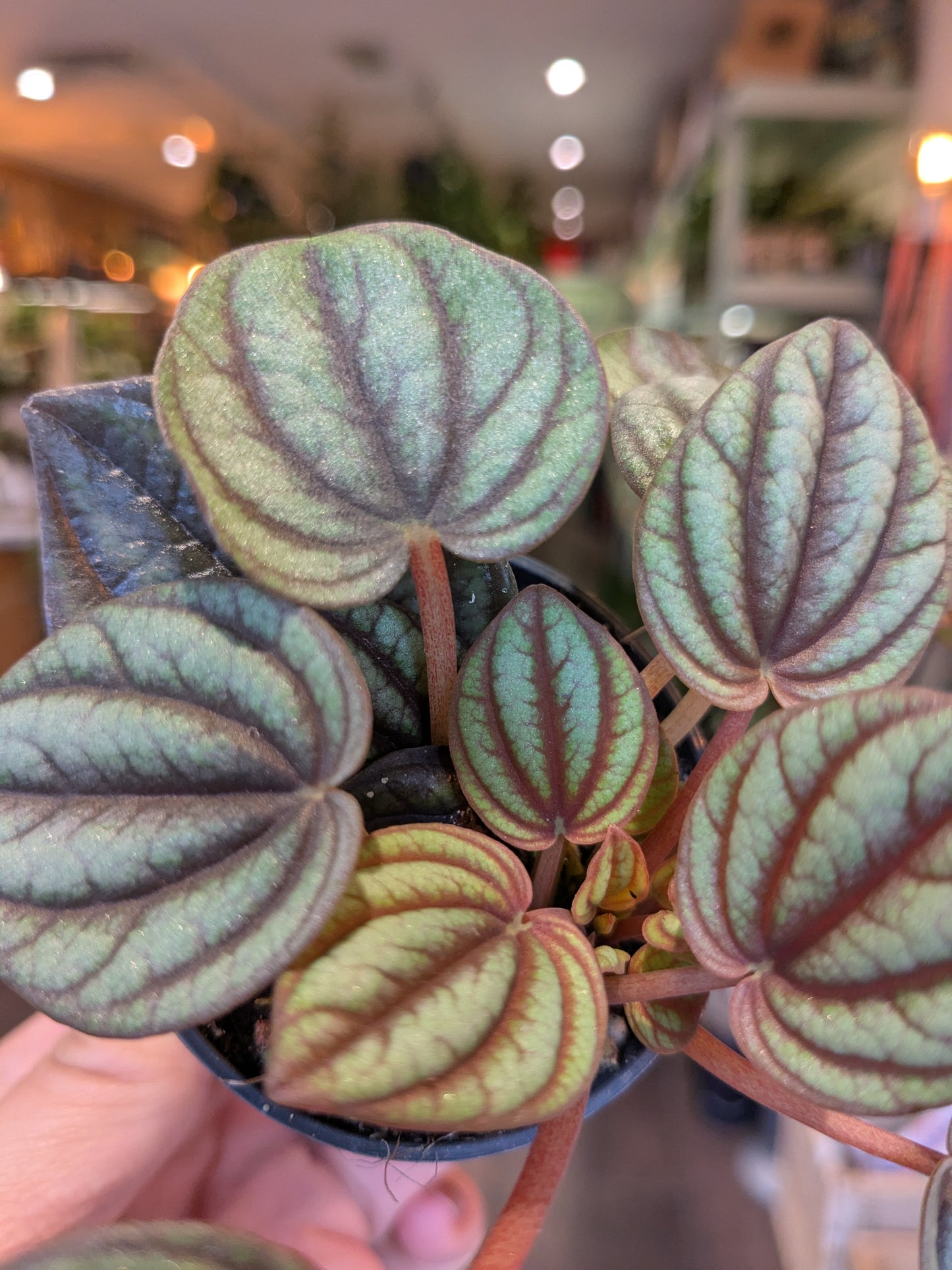 Small potted plant with heart-shaped leaves held by a hand indoors.