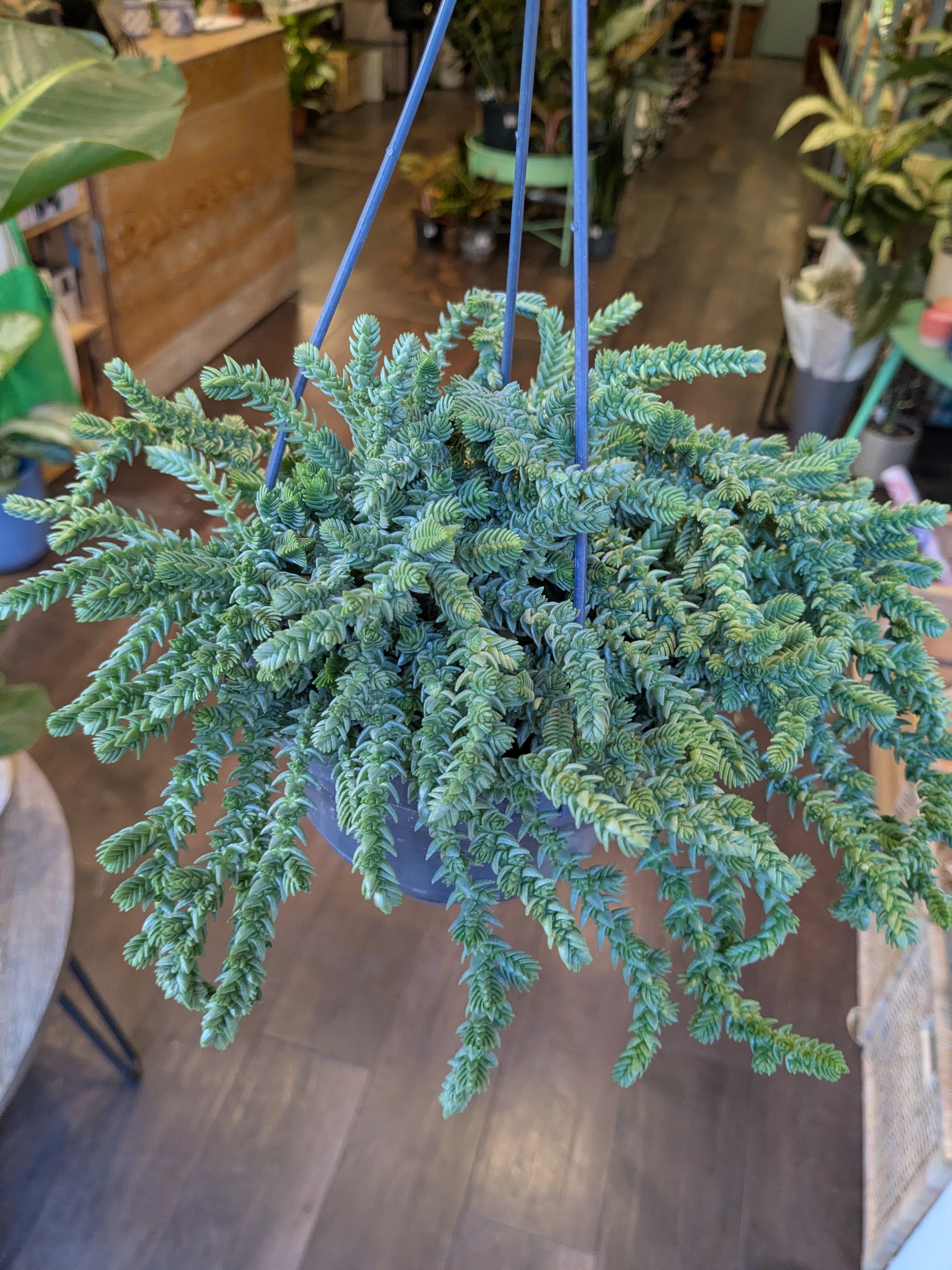 Hanging potted plant in a store setting