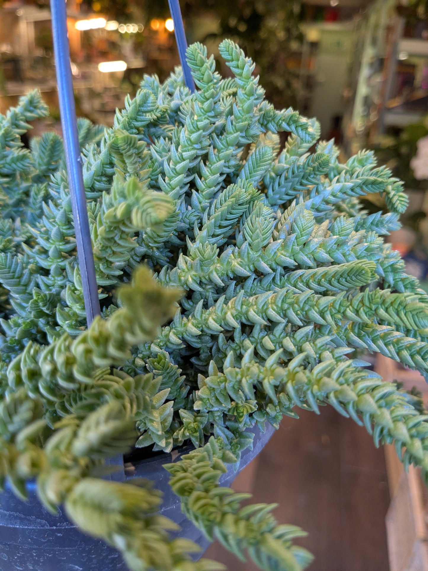 Hanging basket with green succulent plants in a blurred indoor setting
