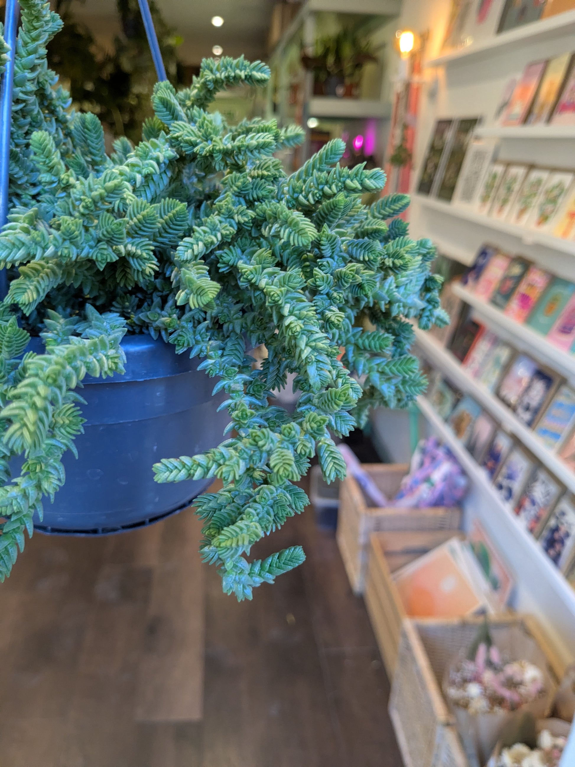 Hanging green plant in a blue pot inside a store with shelves in the background