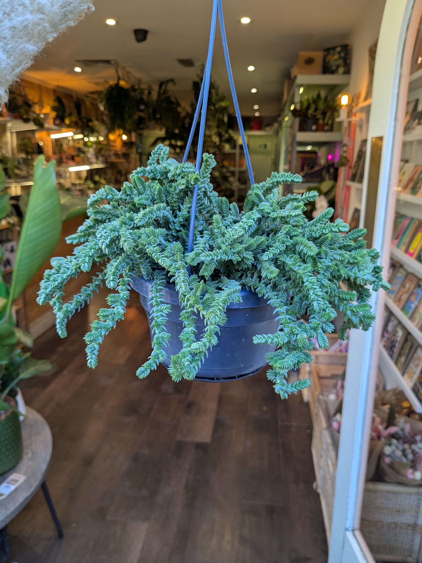 Hanging potted plant in a store setting with books and decor in the background
