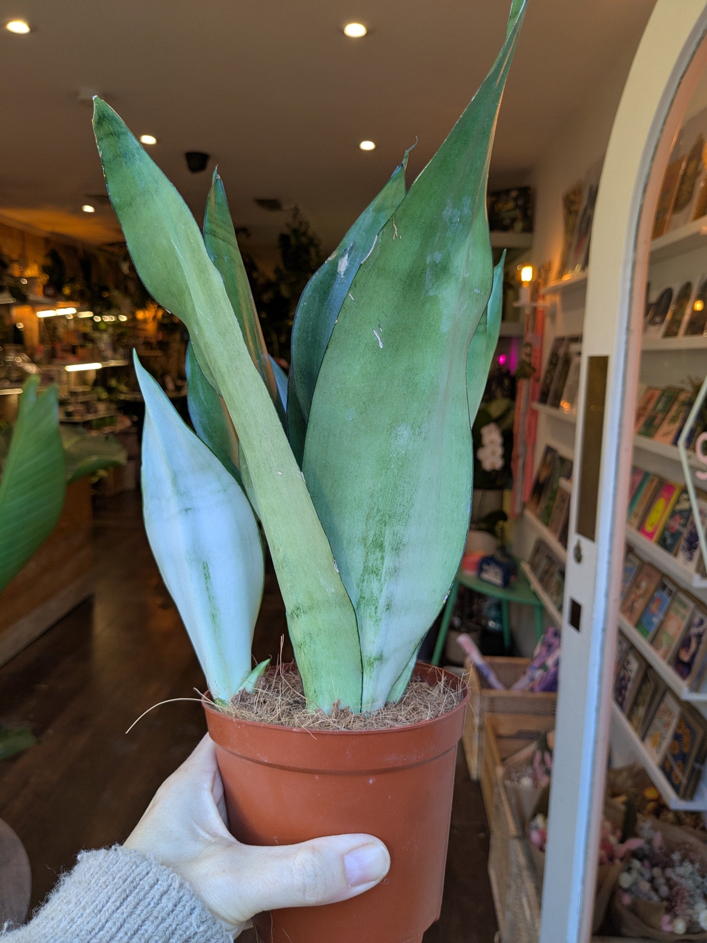 Potted snake plant held by a person in an indoor setting with bookshelves and decor.
