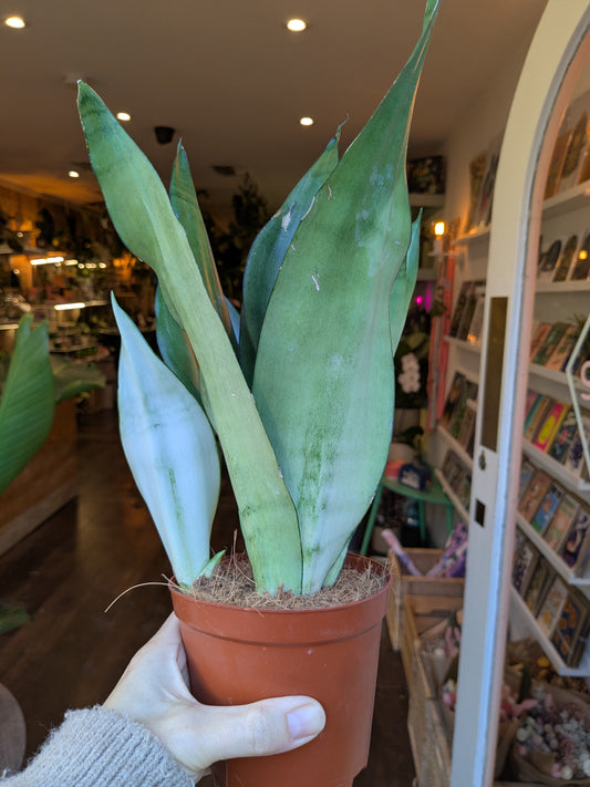 Potted snake plant held by a person in an indoor setting with bookshelves and decor.