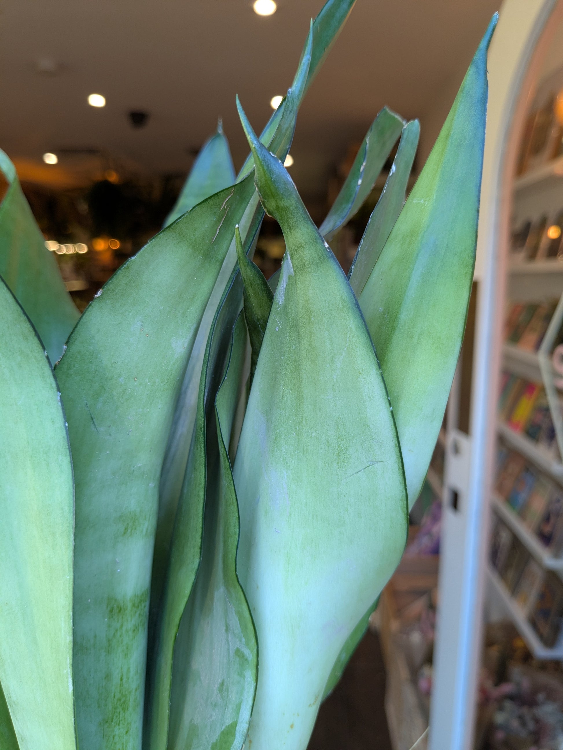 Close-up of green leaves with a blurred indoor background