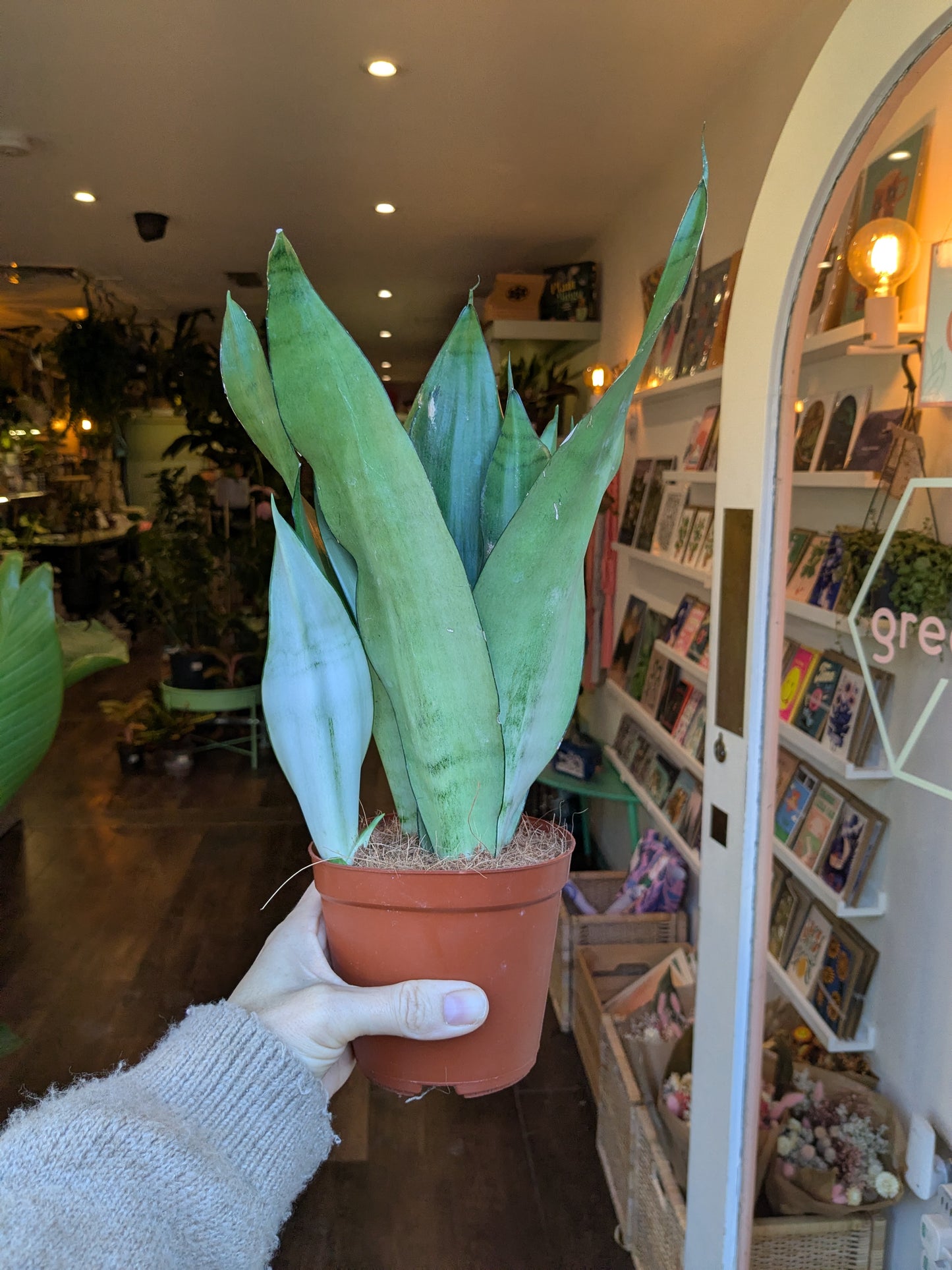 Person holding a potted plant in a store with shelves and decor in the background