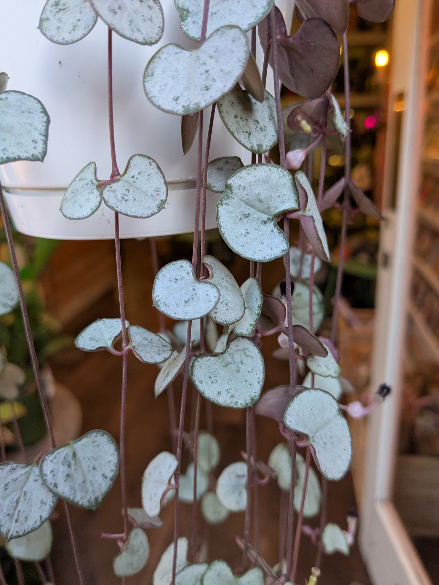 Close-up of a hanging plant with heart-shaped leaves in an indoor setting.