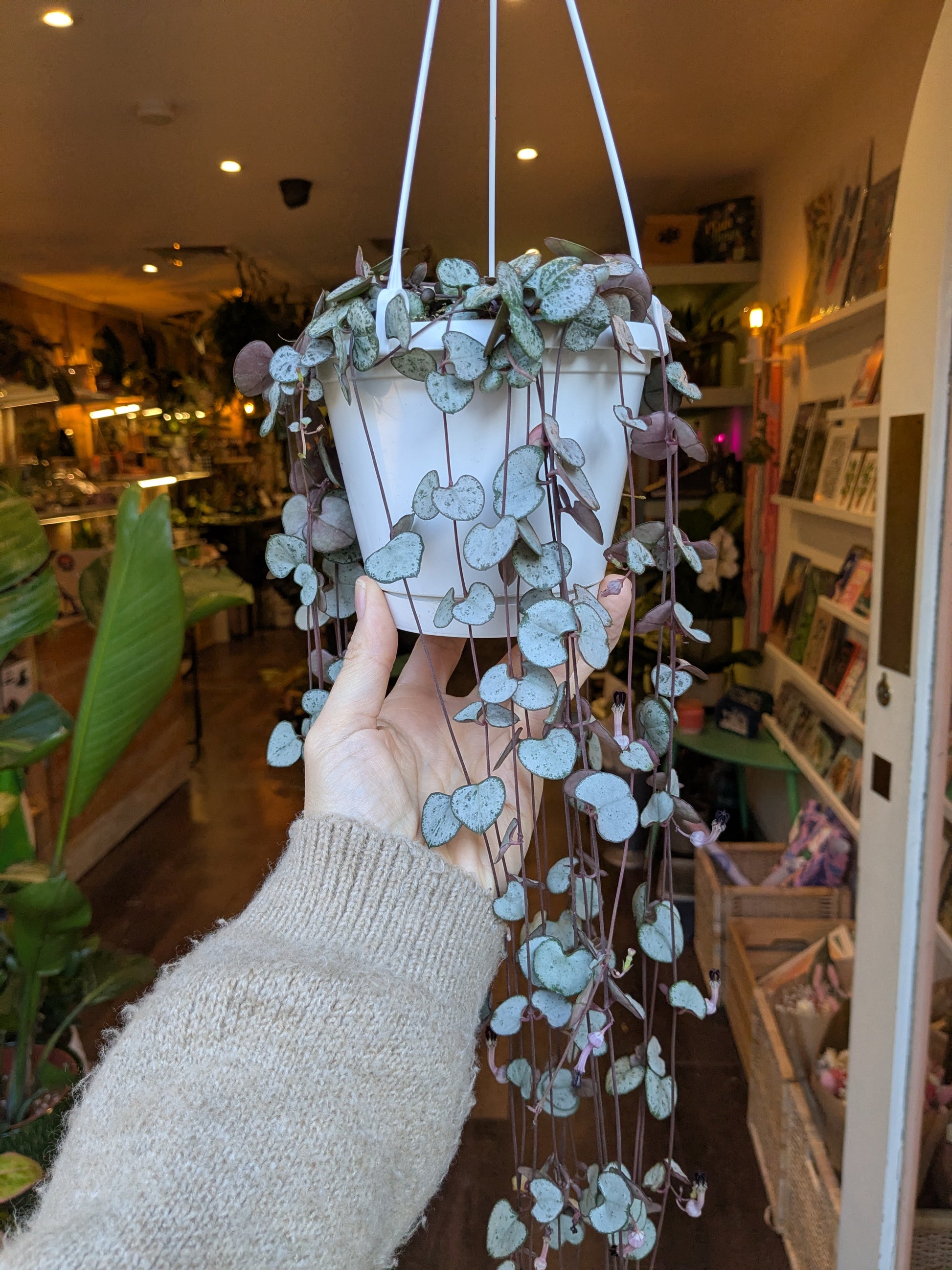 Person holding a hanging plant in an indoor setting with shelves and decor.