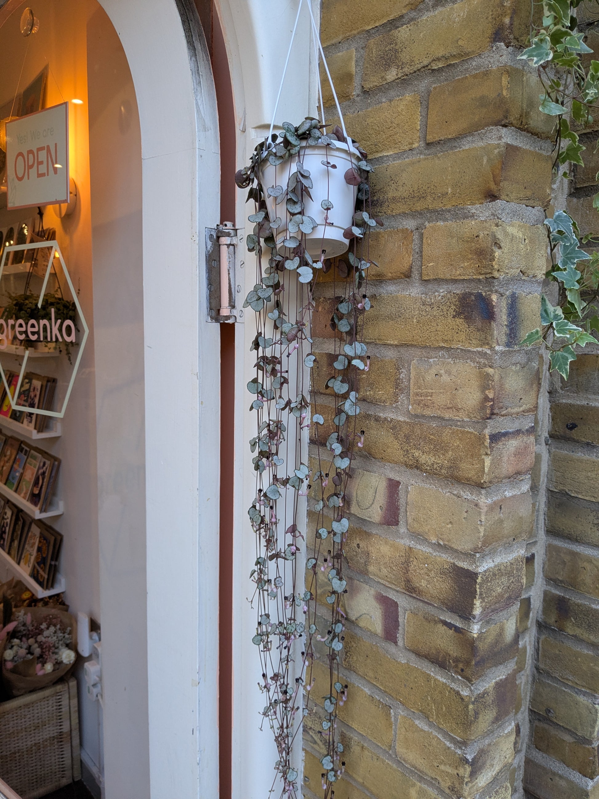 Decorative plant hanging from a brick wall with a store entrance in the background.