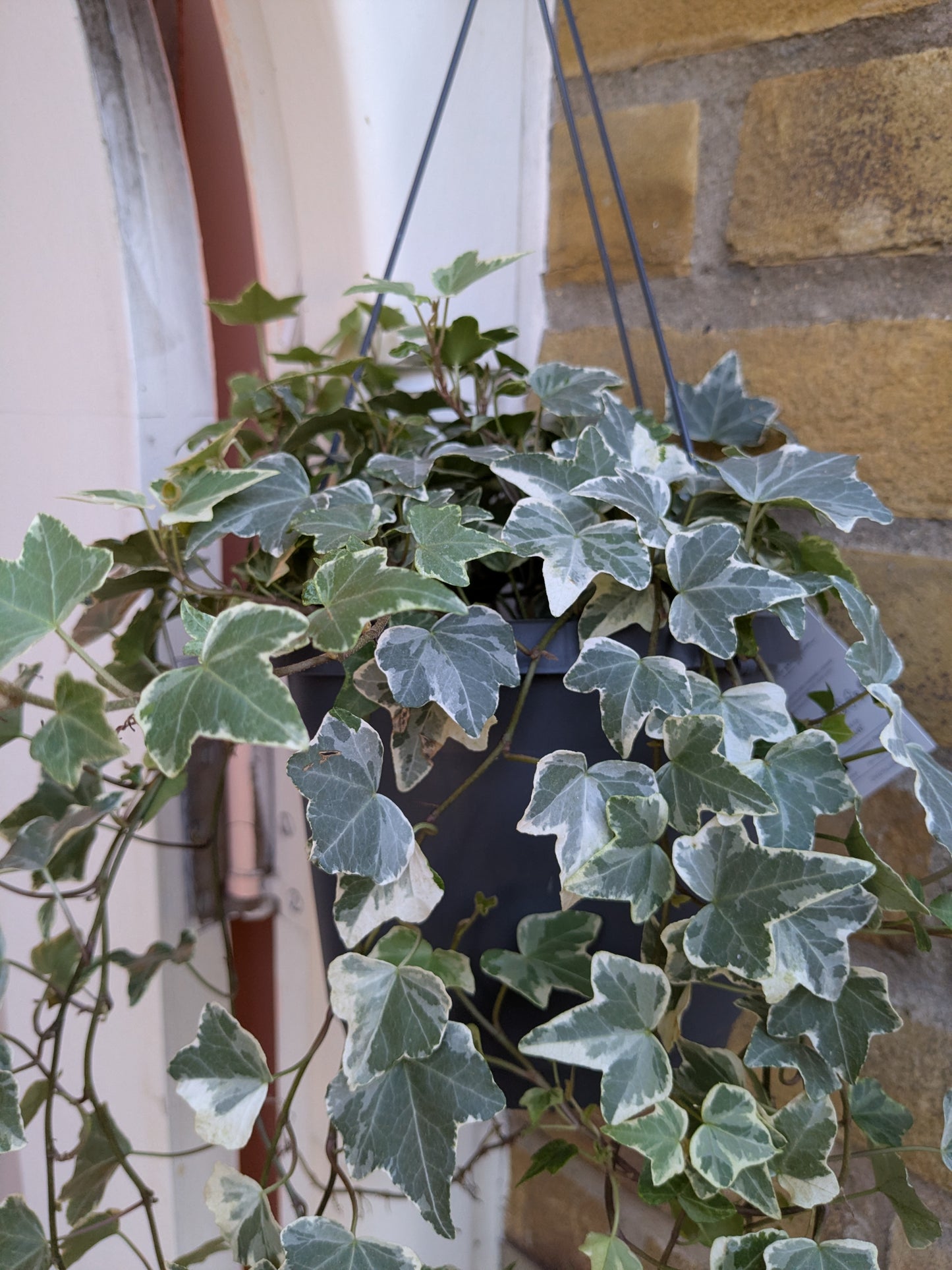 Hanging potted plant with green and white leaves against a brick wall.