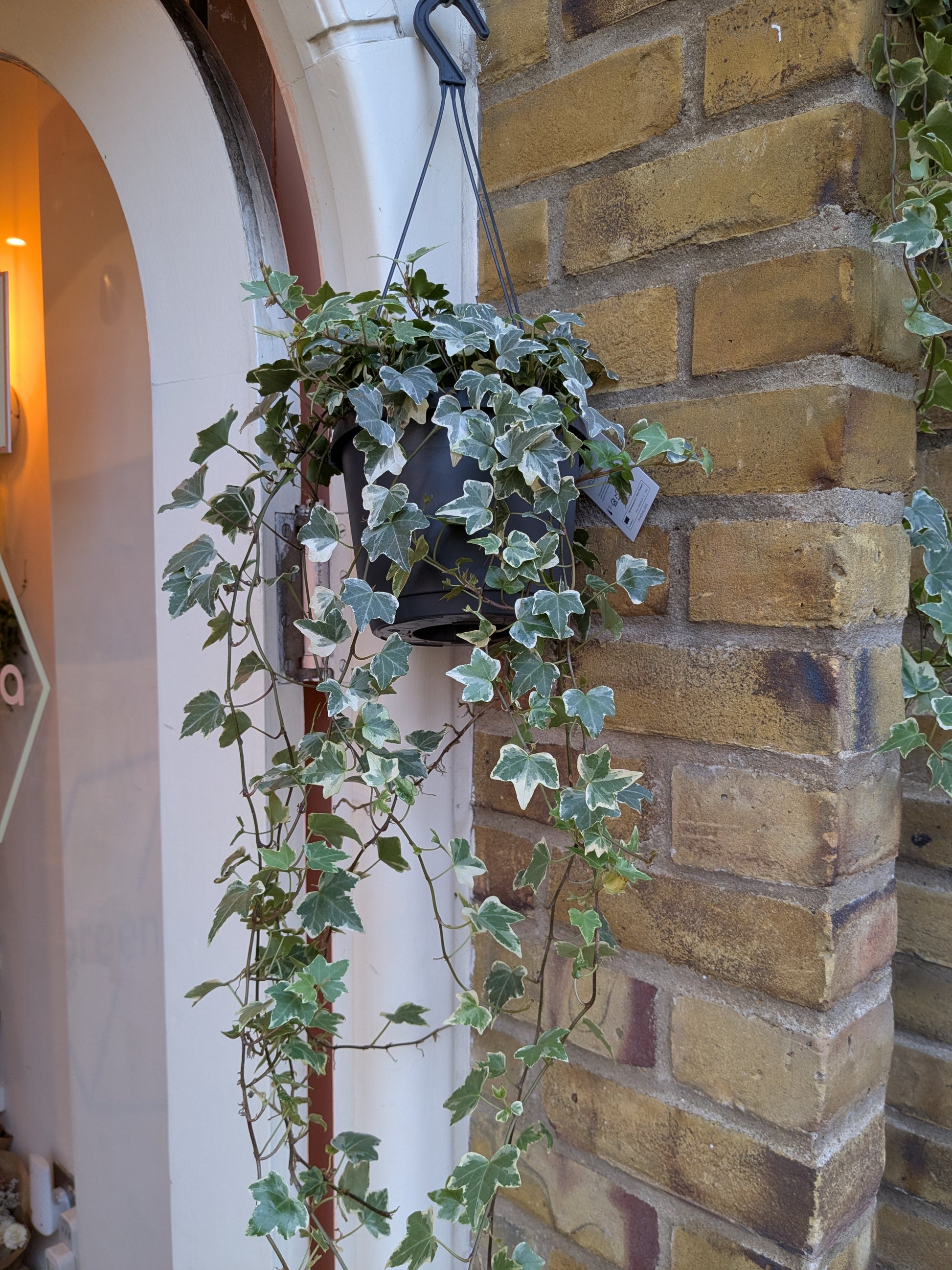Hanging potted plant against a brick wall
