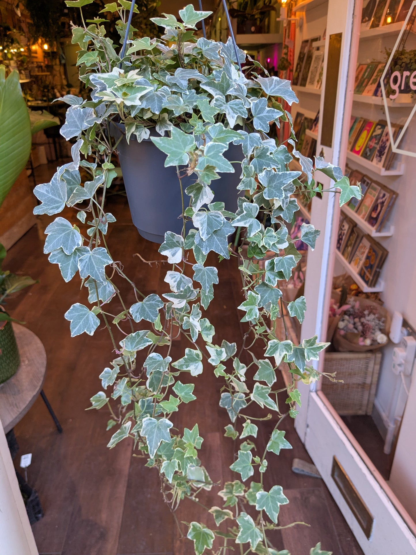 Hanging potted plant in a room with shelves and books