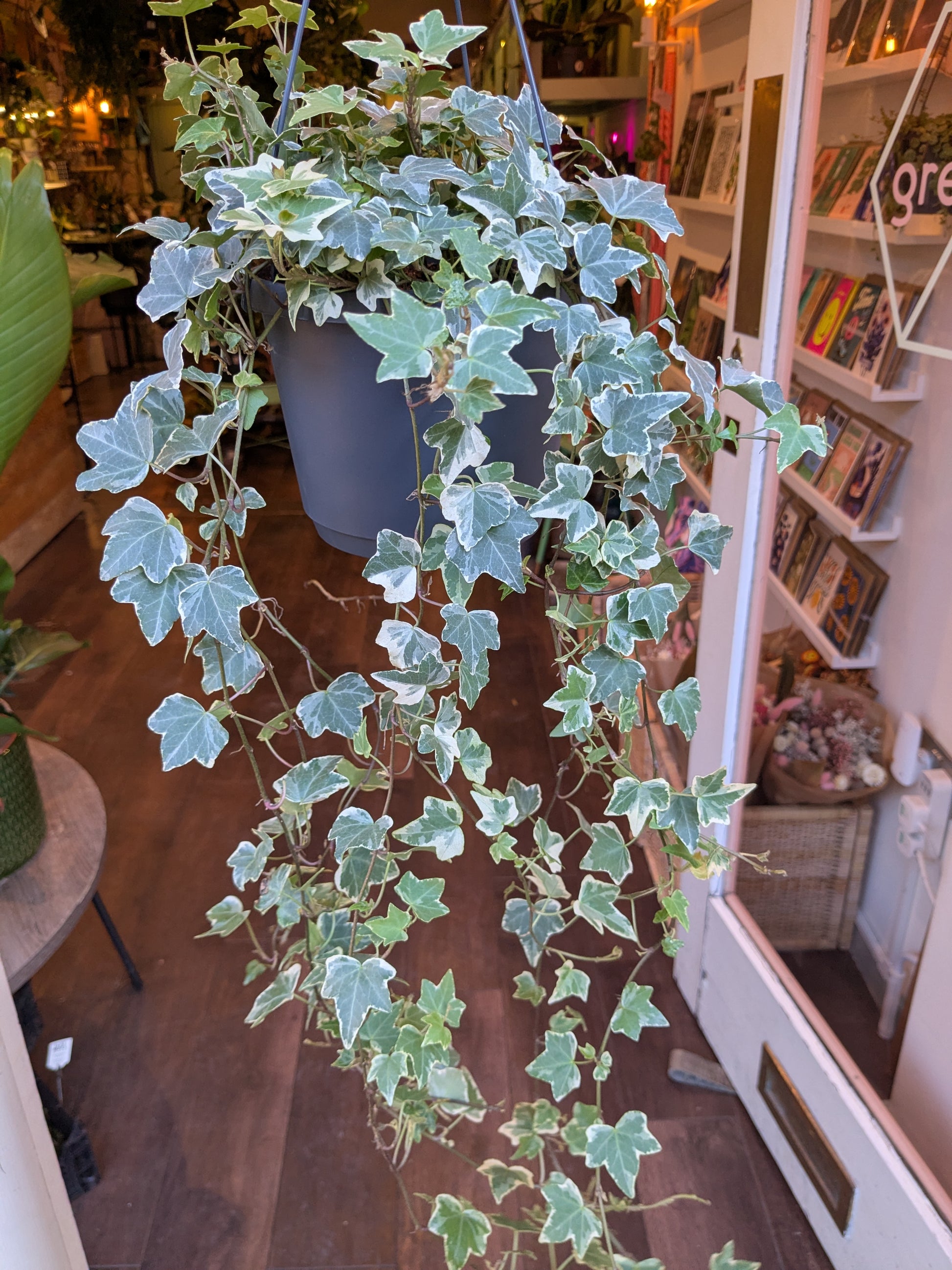 Hanging potted plant in a room with shelves and books