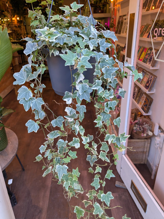 Hanging potted plant in a room with shelves and books