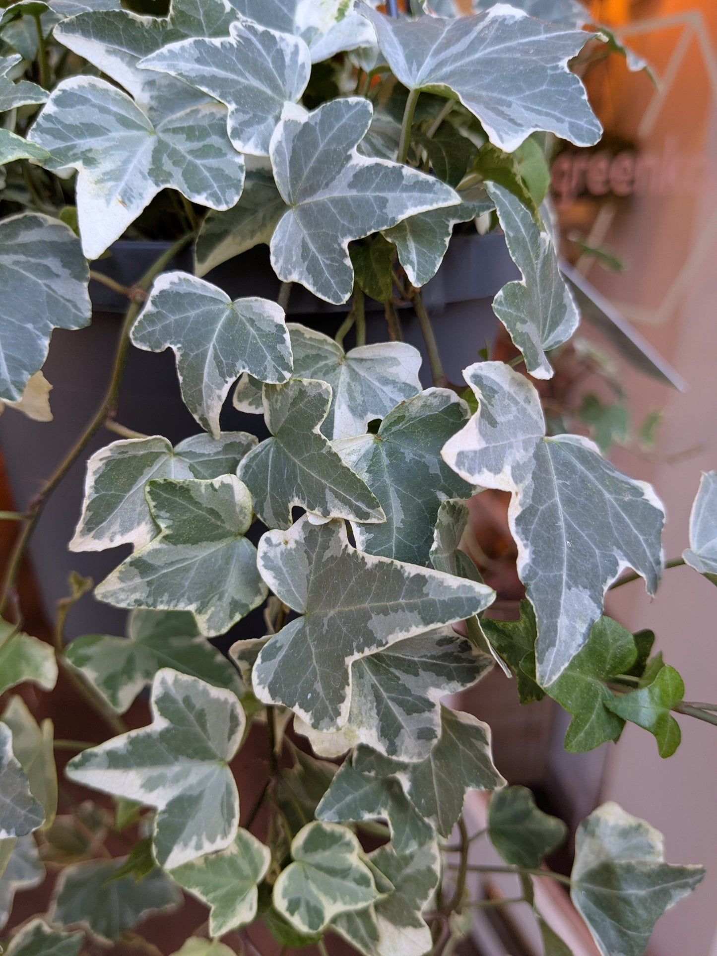 Variegated green and white ivy leaves with a blurred background