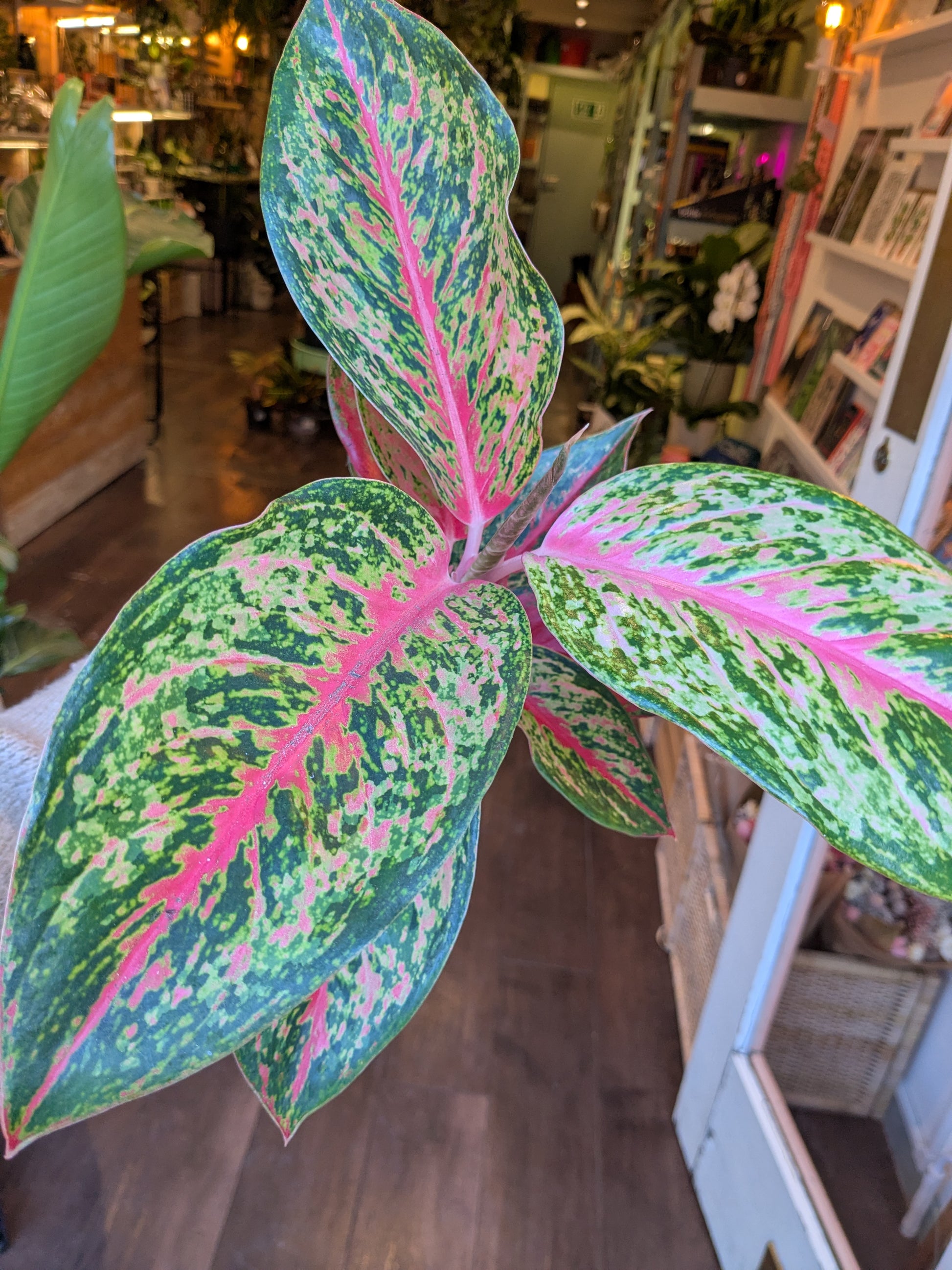 Colorful patterned leaves in a store setting