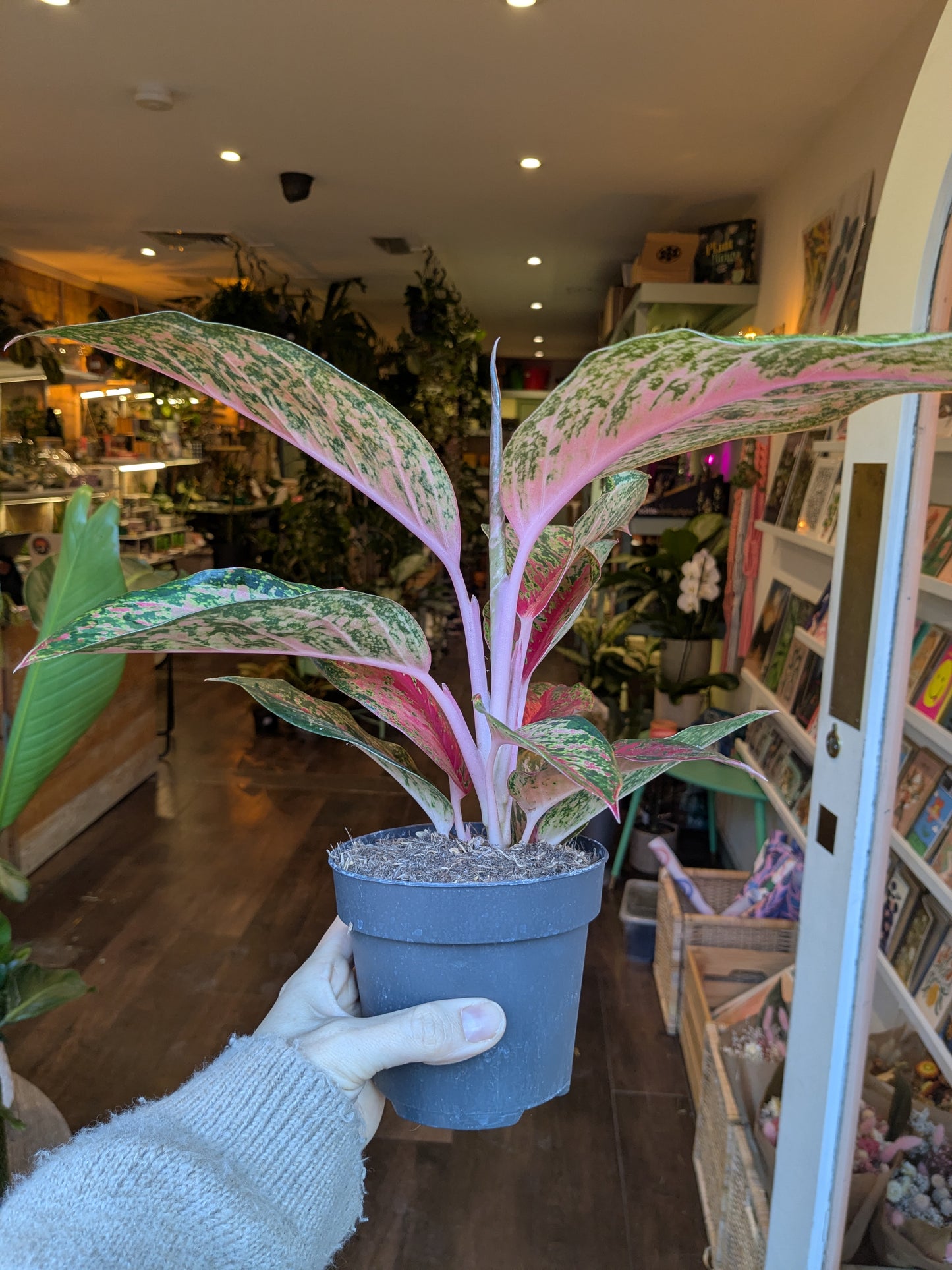 Potted plant with pink and green leaves held by a person in a store setting.