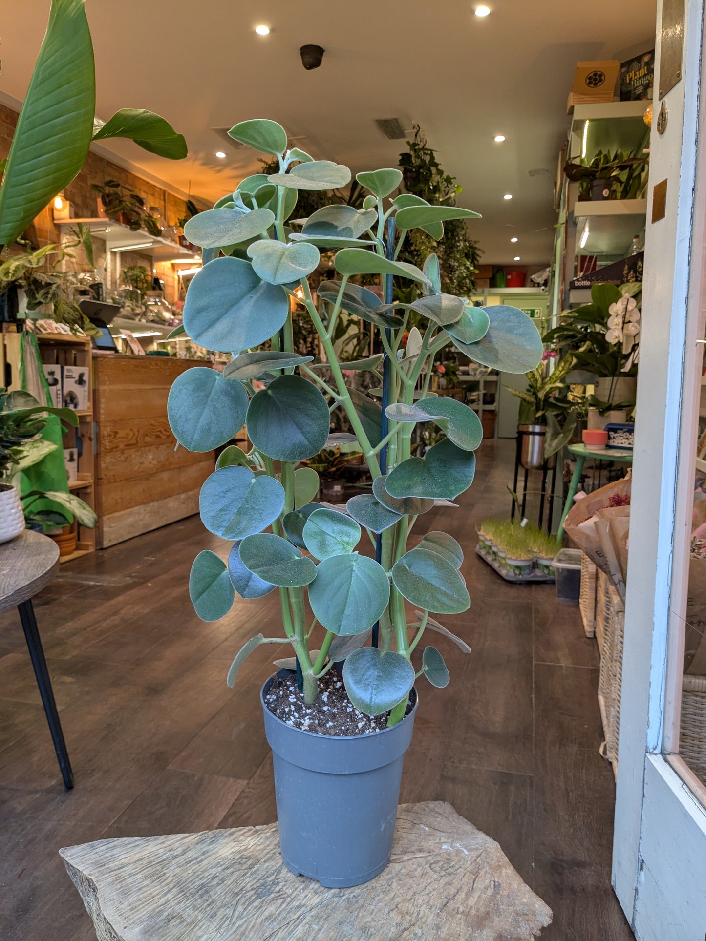 Potted plant on a table in a store with wooden flooring and shelves in the background