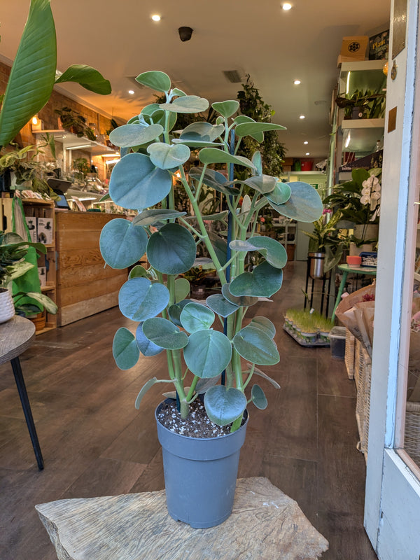 Potted plant on a table in a store with wooden flooring and shelves in the background