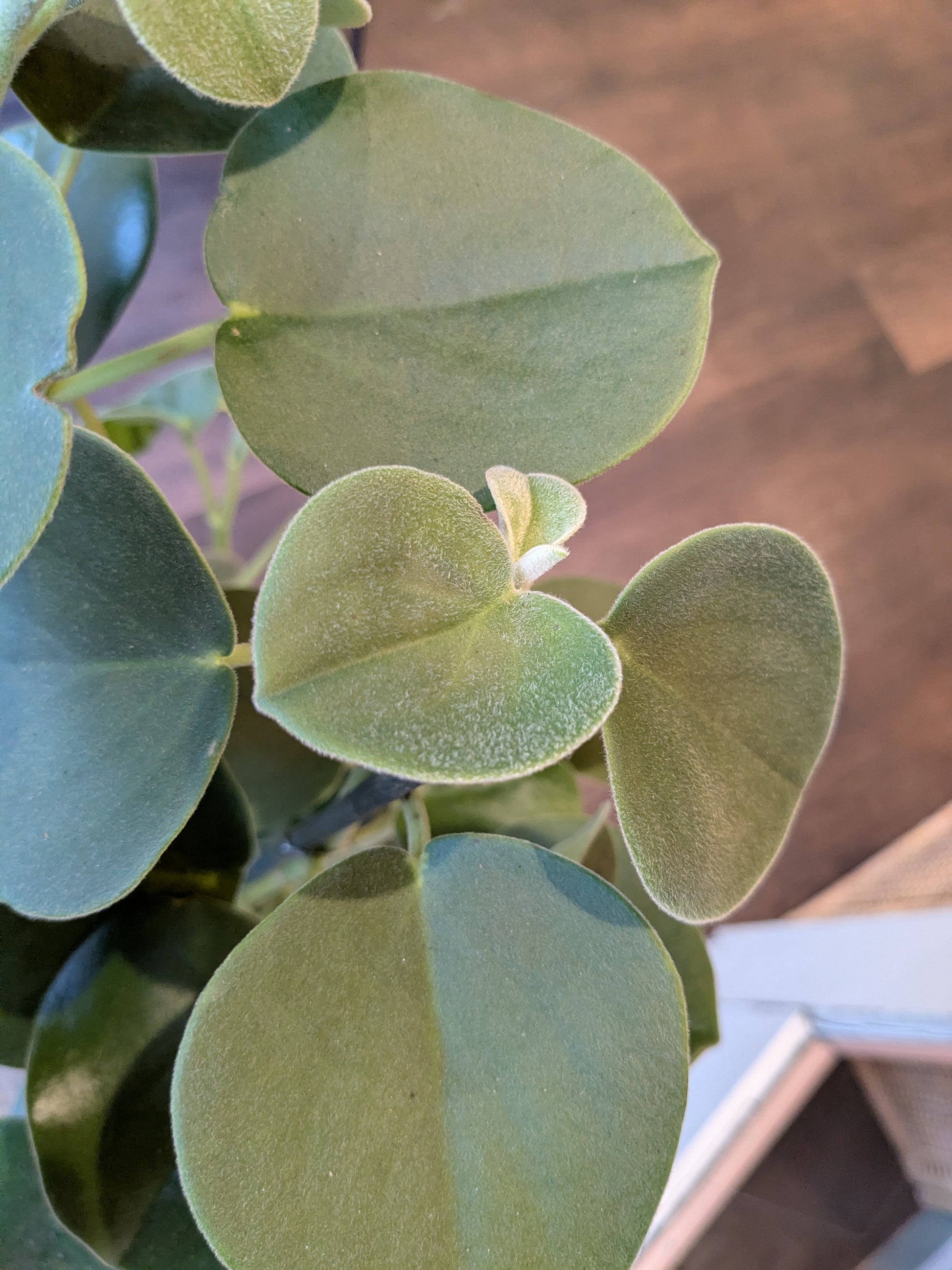 Close-up of green leaves with a blurred background