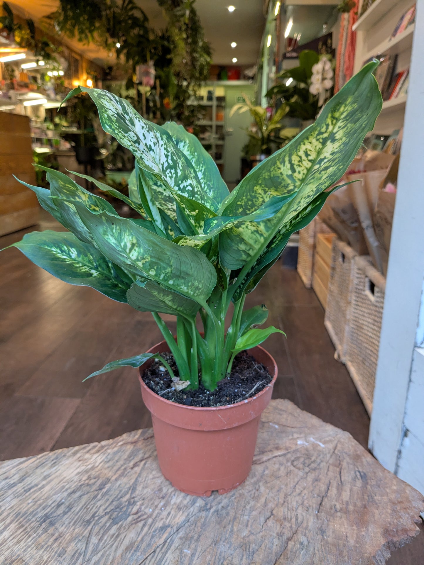 Potted plant on a table in an indoor setting