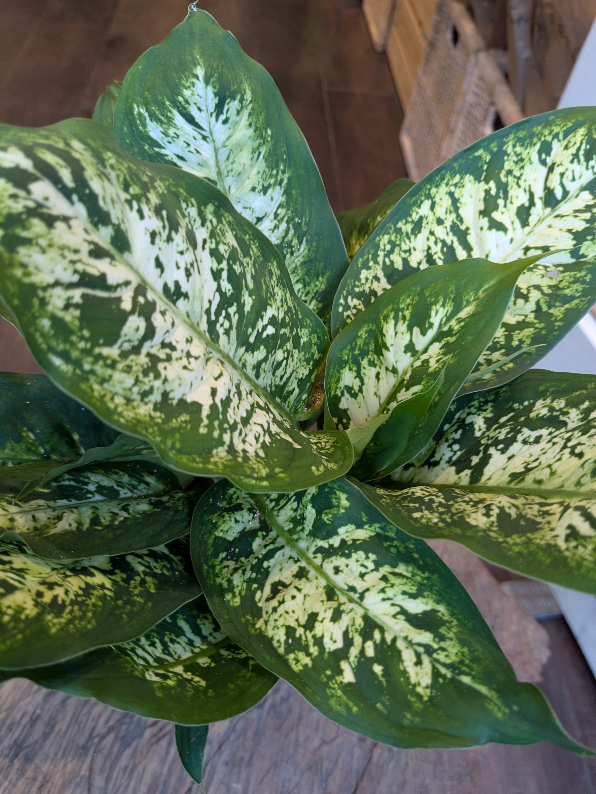 Variegated green and yellow leaves on a plant