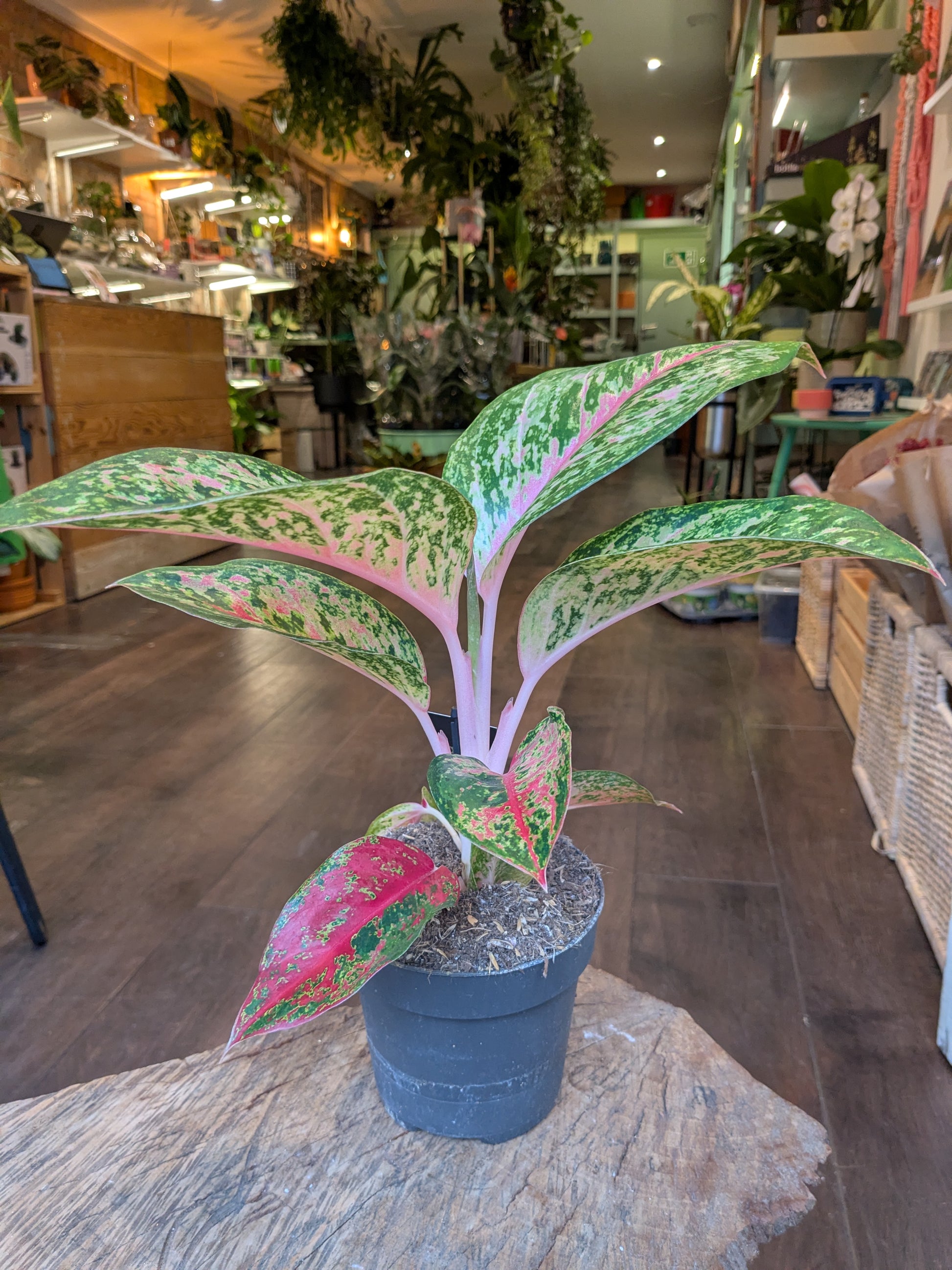 Potted plant with green and pink leaves in a store setting