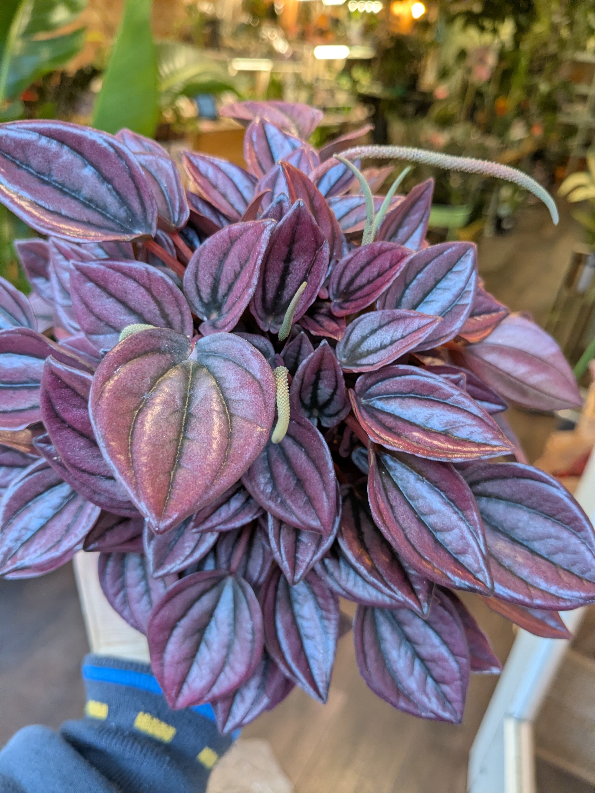 Purple-leafed plant held by a person in an indoor setting