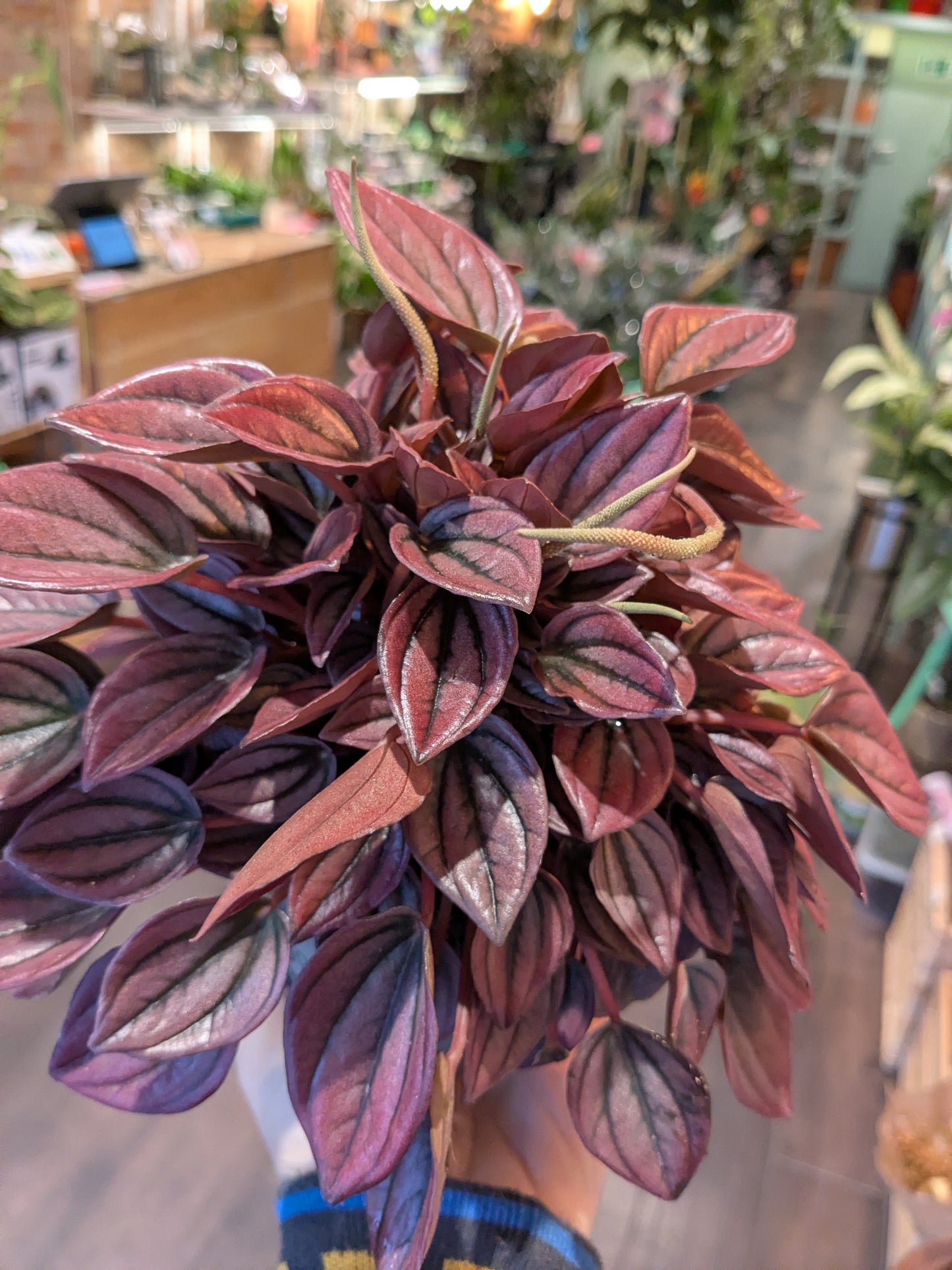 Purple-leafed plant held by a person in a store setting