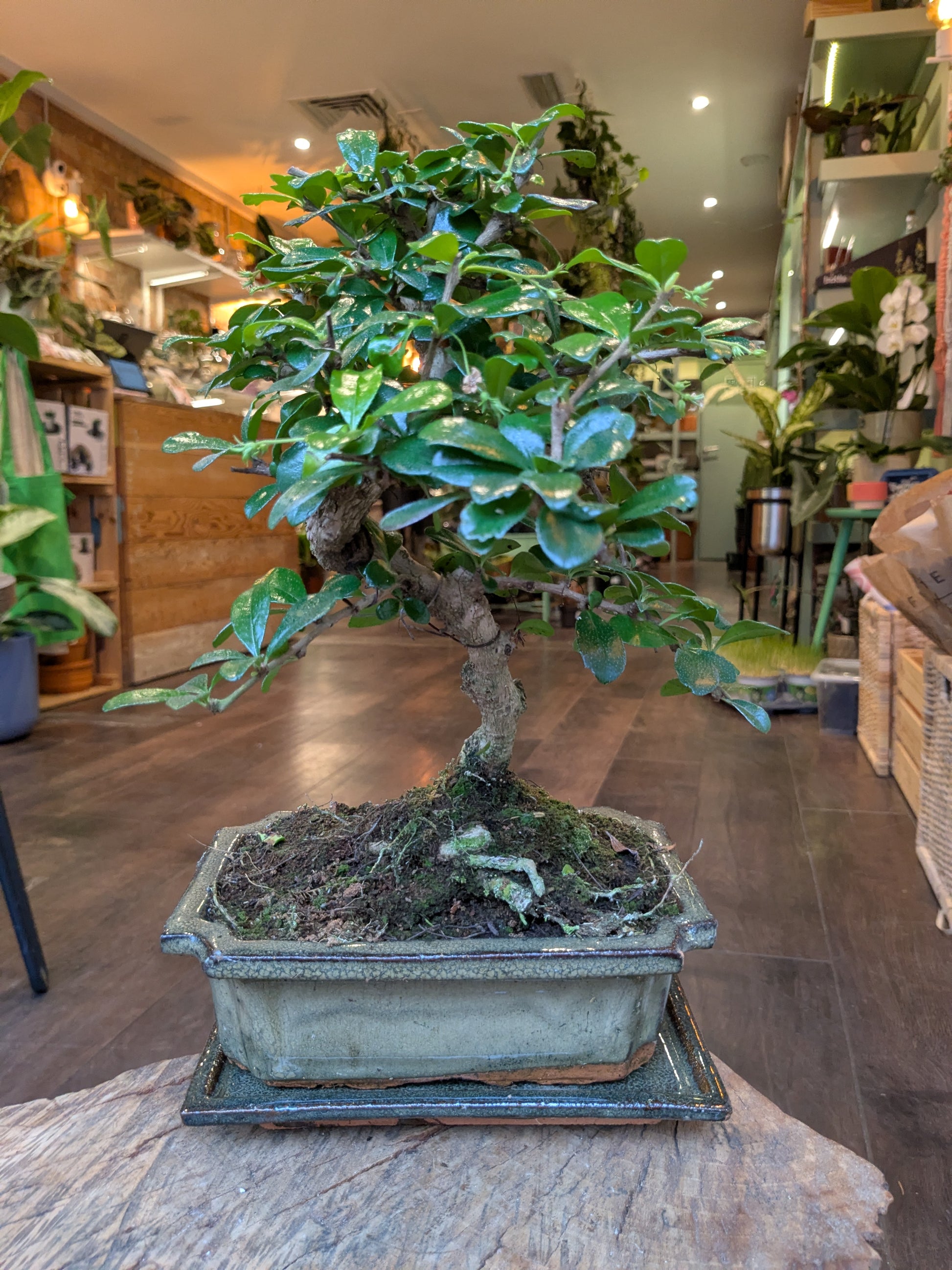 Bonsai tree in a pot on a wooden floor with a store interior in the background