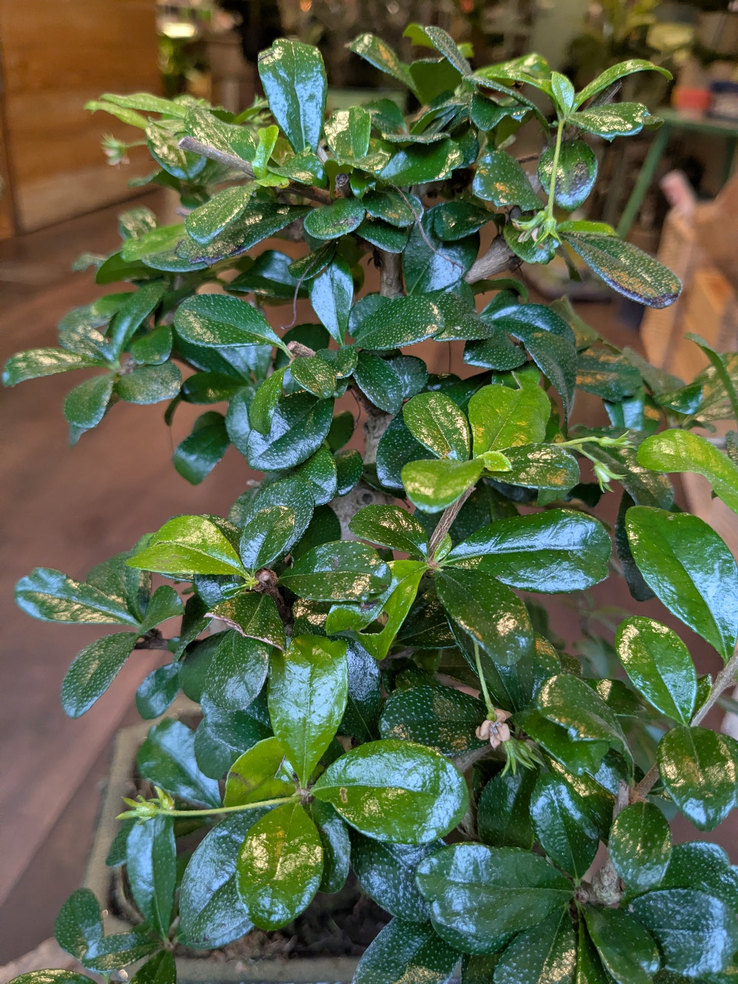 Close-up of a potted plant with green leaves in an indoor setting