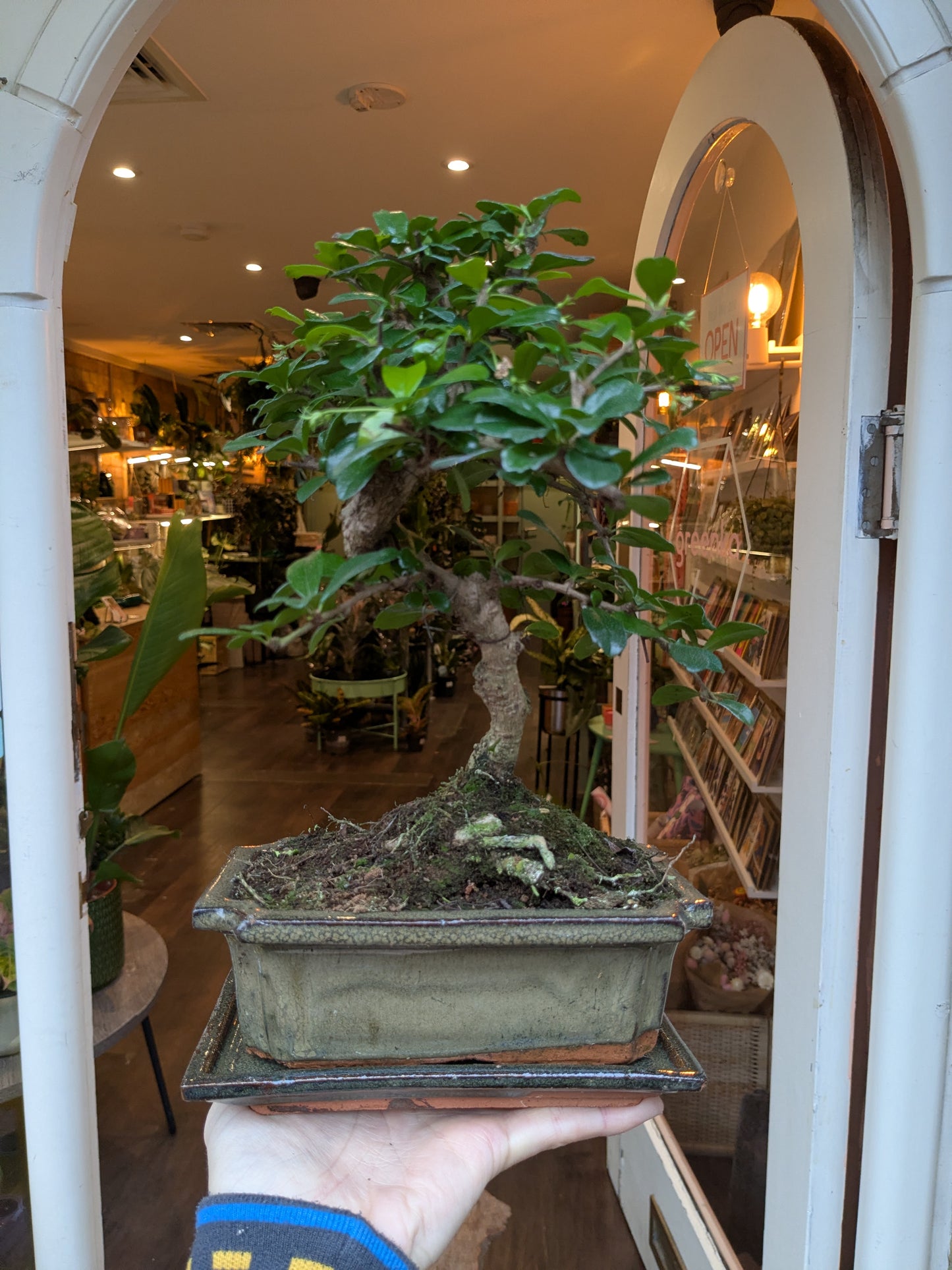 Bonsai tree held in front of a store interior with plants and furniture.