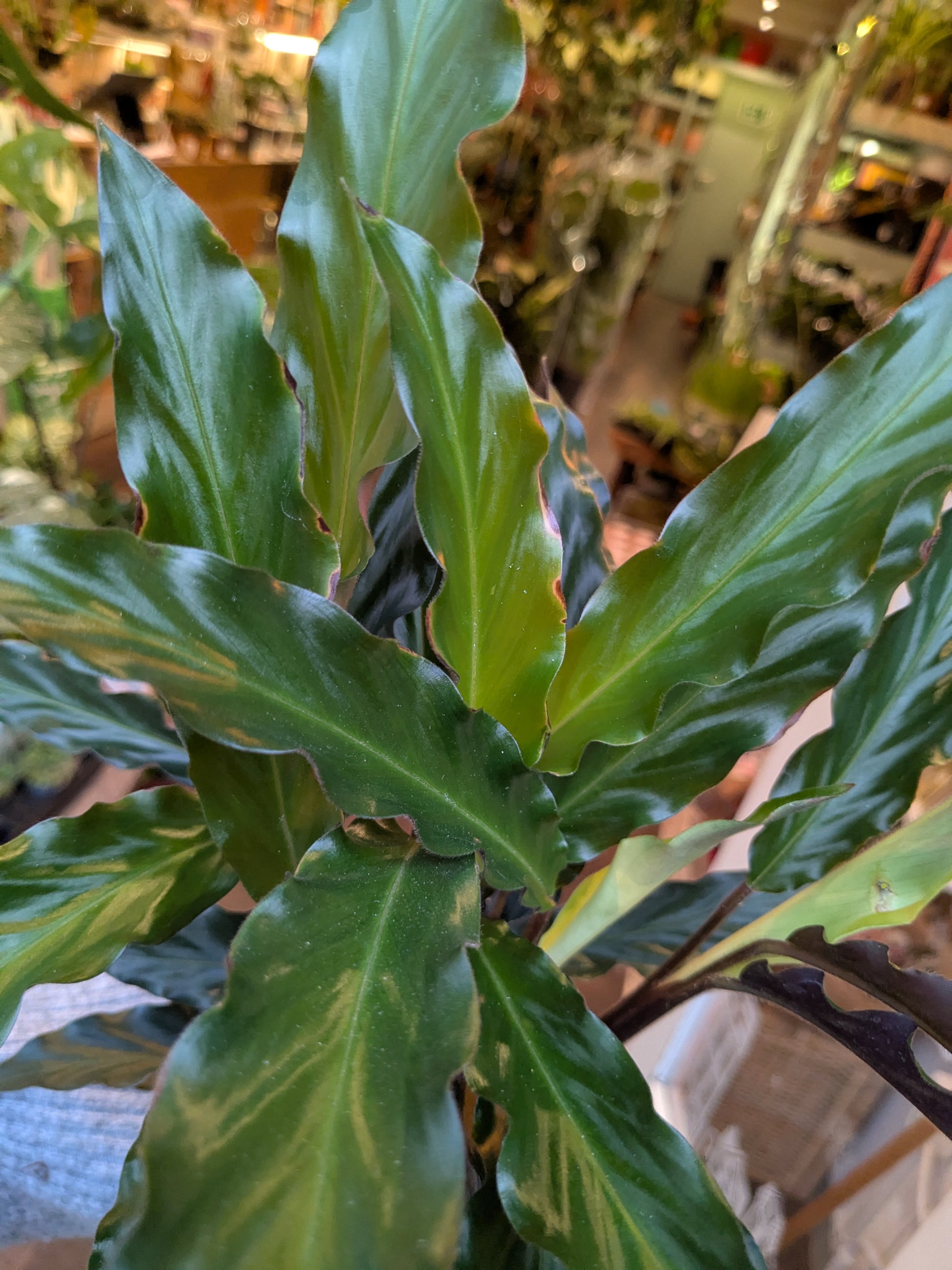 Close-up of a green leafy plant with a blurred indoor setting in the background