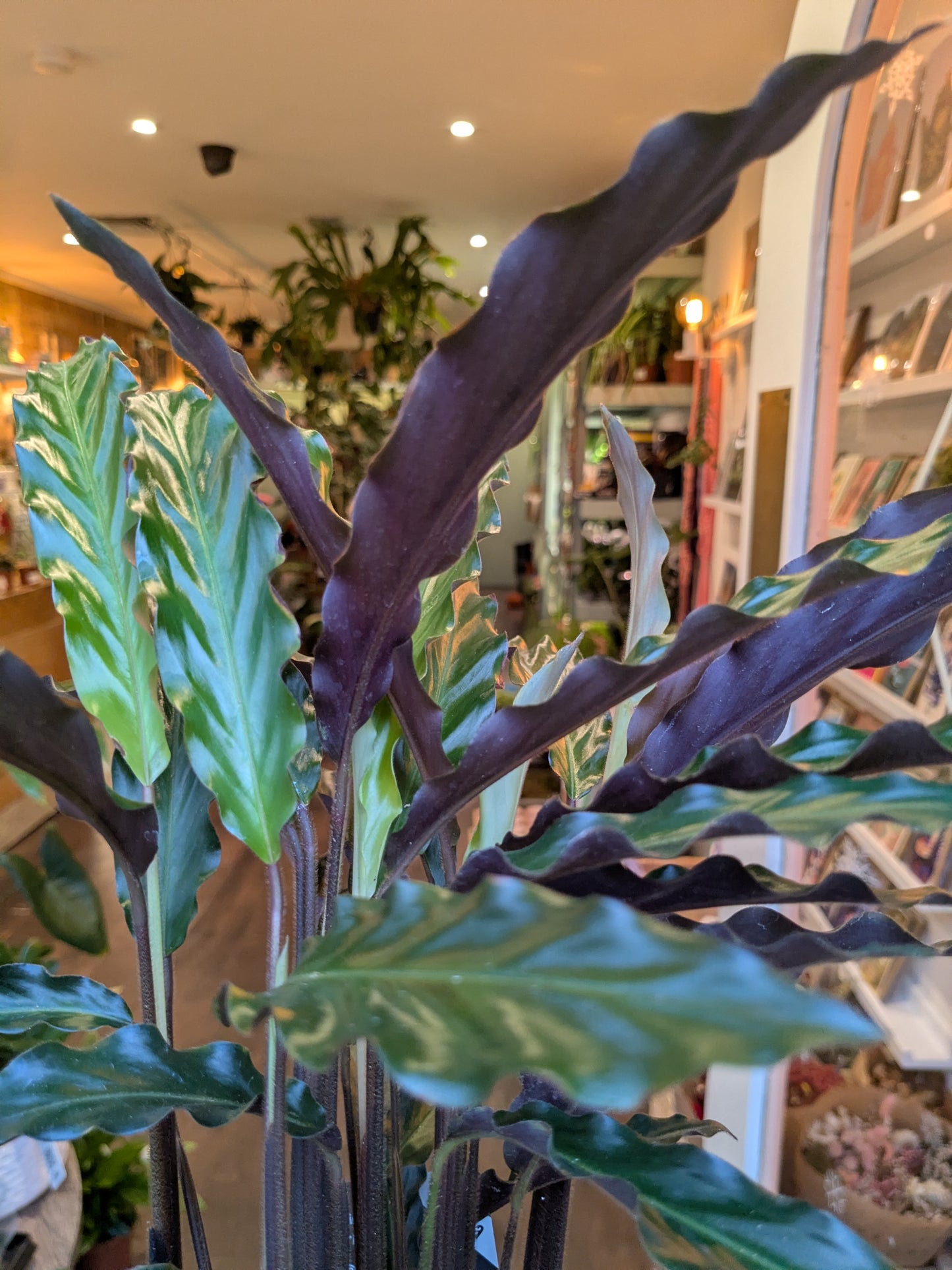 Close-up of a plant with purple and green leaves in an indoor setting.