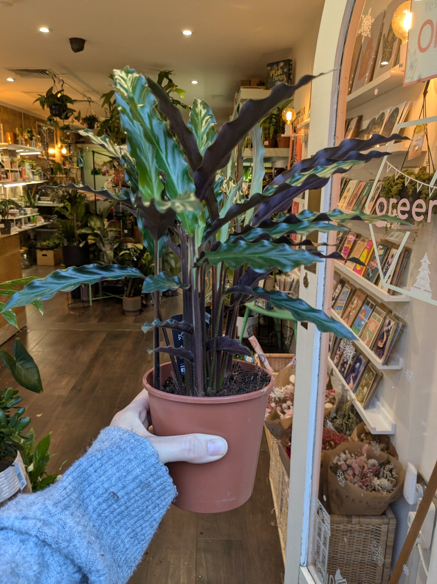 Person holding a potted plant in a store with bookshelves and plants in the background
