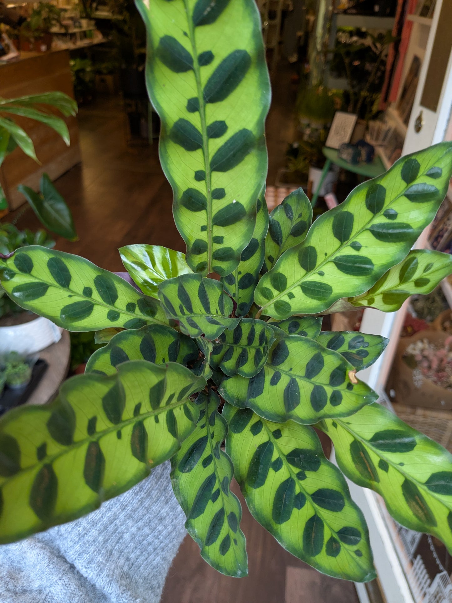 Green potted plant with a patterned leaf design in an indoor setting