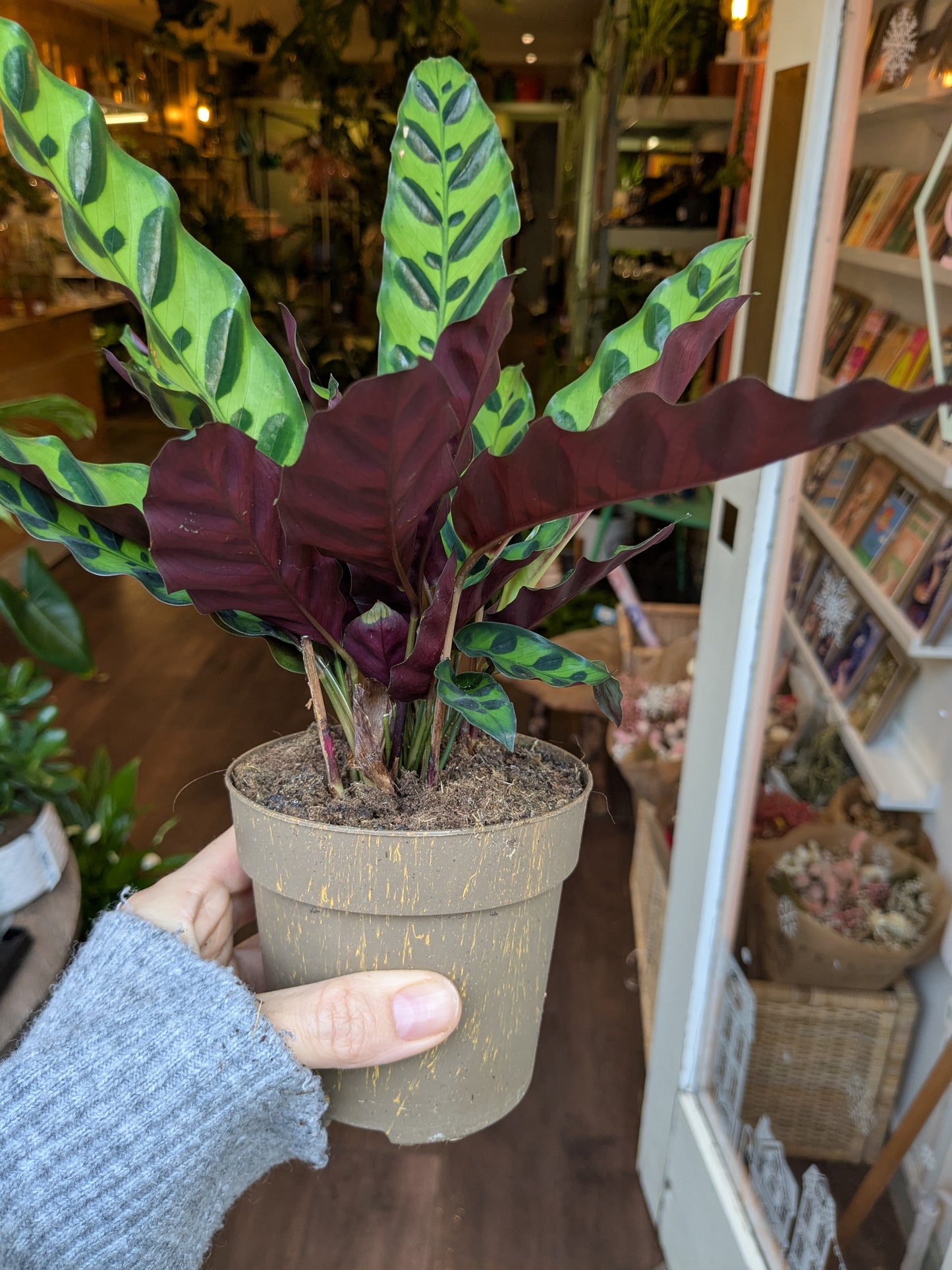 Potted plant with green and purple leaves held by a person indoors.