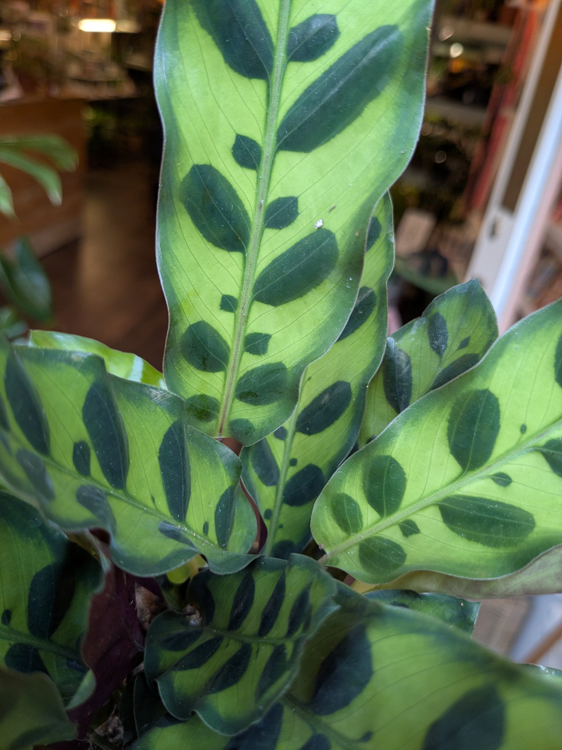 Close-up of a green leafy plant with a blurred indoor background
