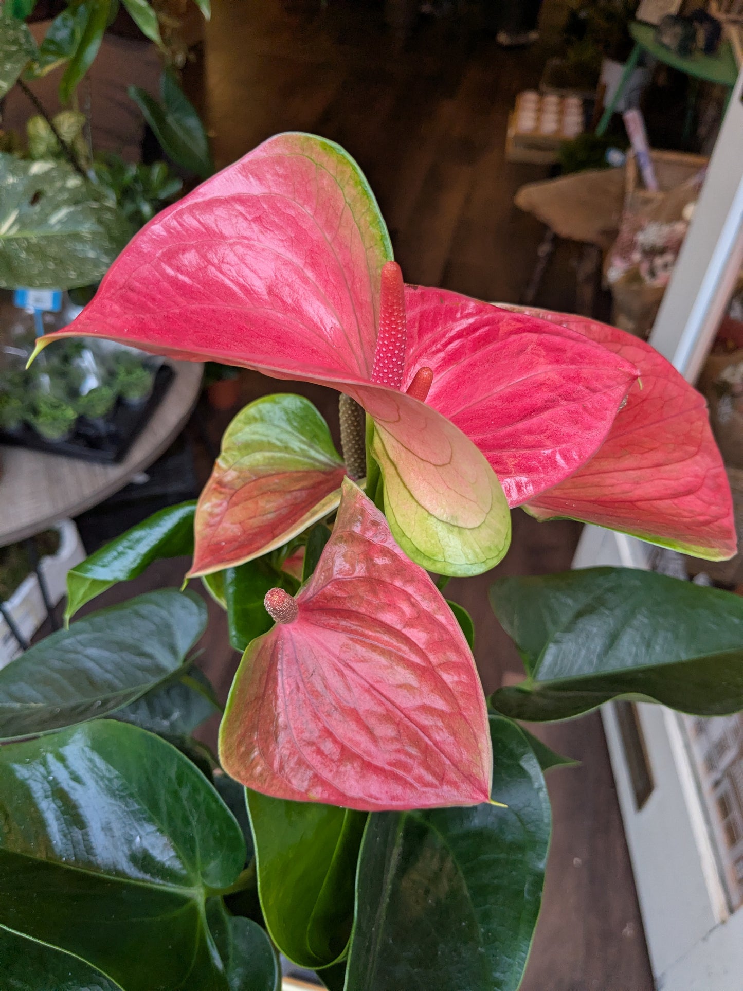 Pink Anthurium plant with green leaves in an indoor setting