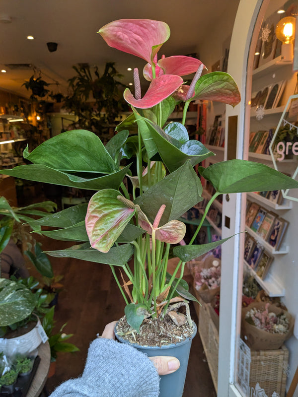 Potted plant with pink and green leaves held by a person indoors.