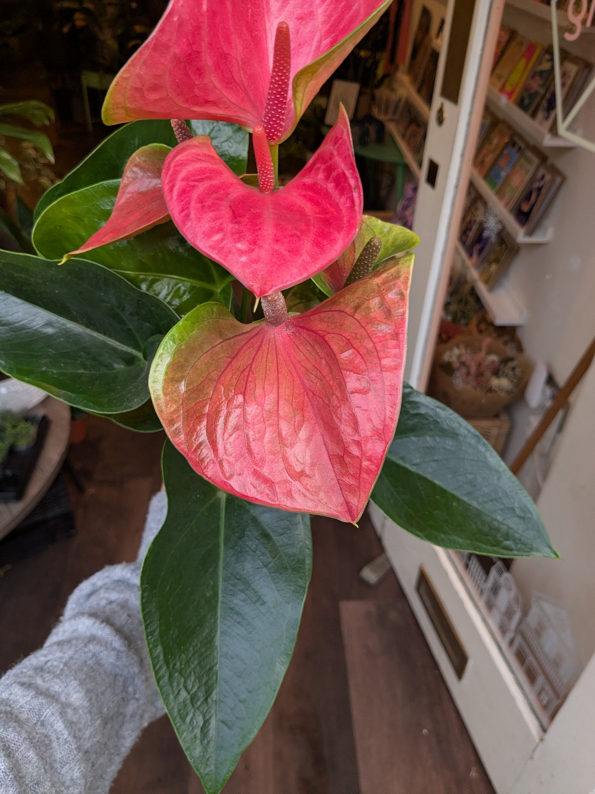 Close-up of a pink Anthurium plant with a blurred indoor background