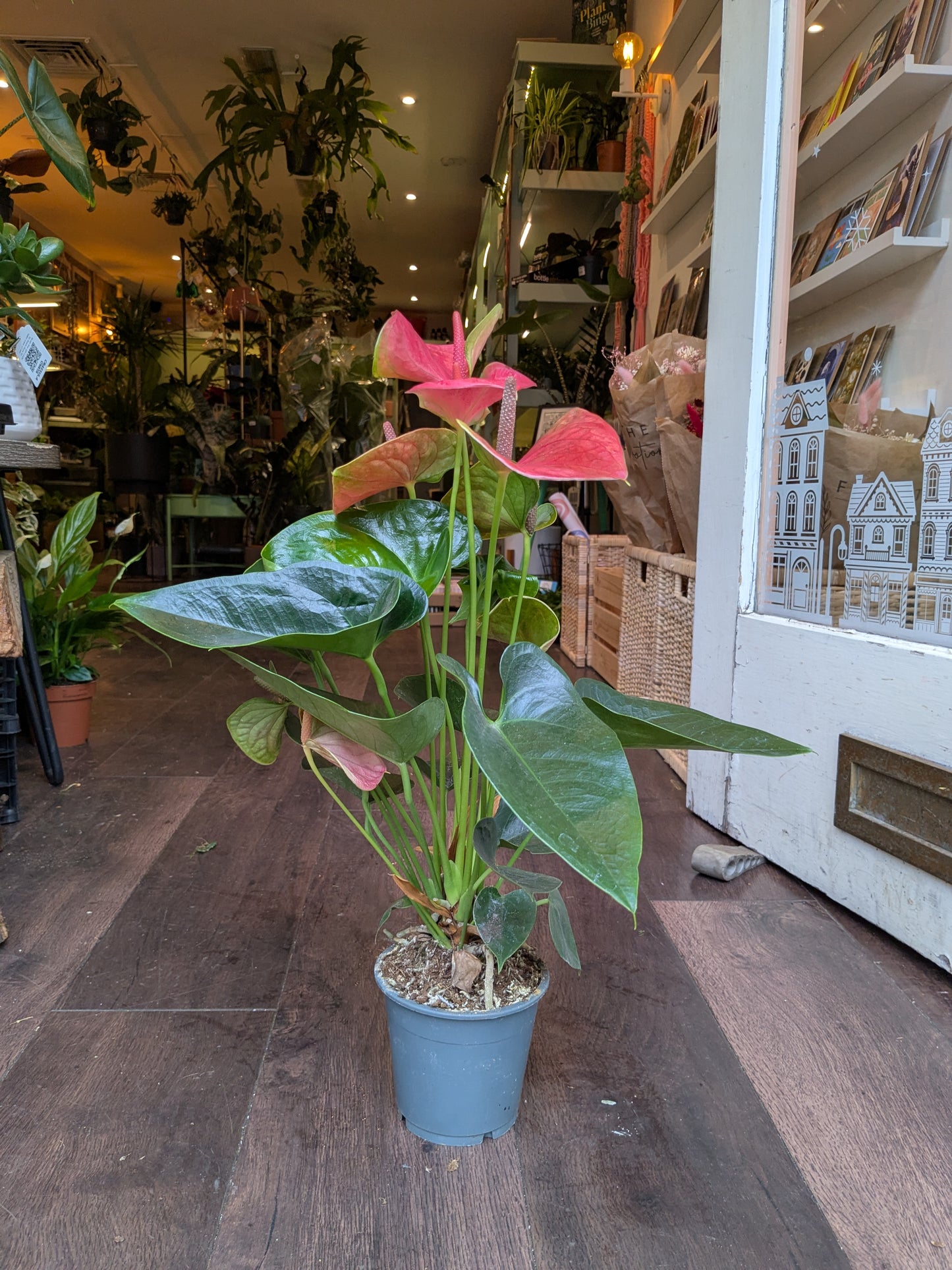 Potted plant with pink flowers on a wooden floor in a store setting