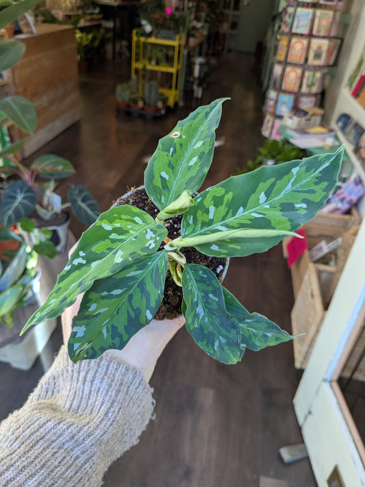 Close up of green foliage that looks like camouflage