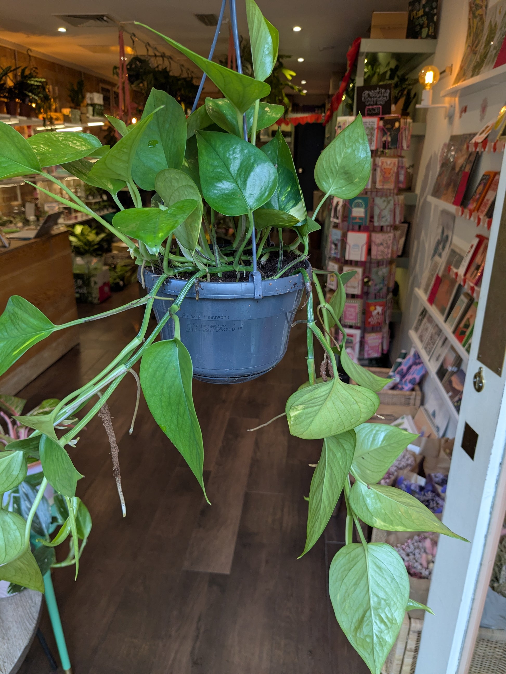 hanging green plant with leaves trailing down